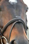 Collegiate Comfitec Opulux Fancy Stitch Padded Hanoverian Bridle
