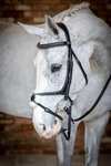 LeMieux Kudos Grackle Bridle