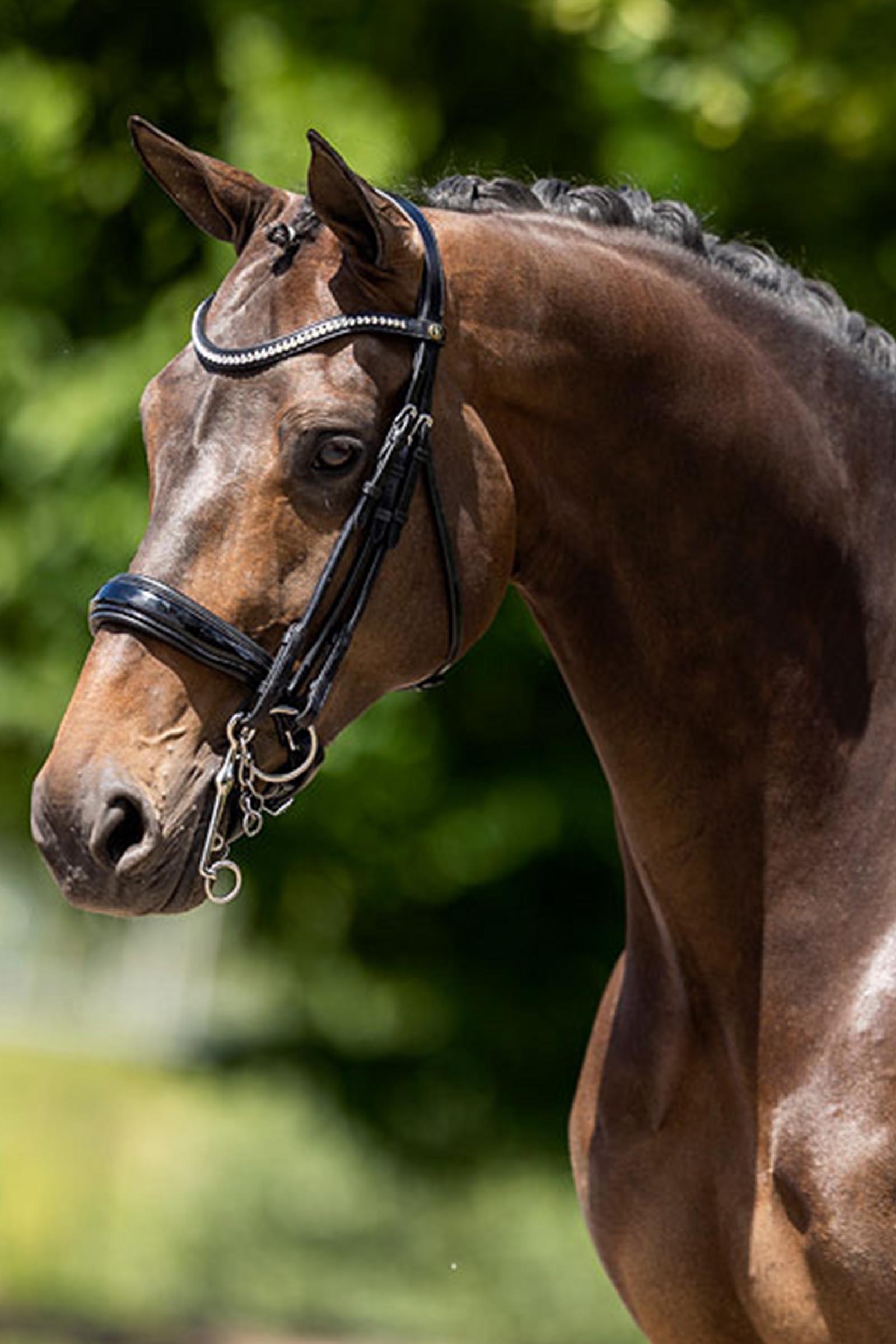 BR Keswick Weymouth Bridle 