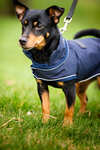 Horseware Signature Dog Rain Coat