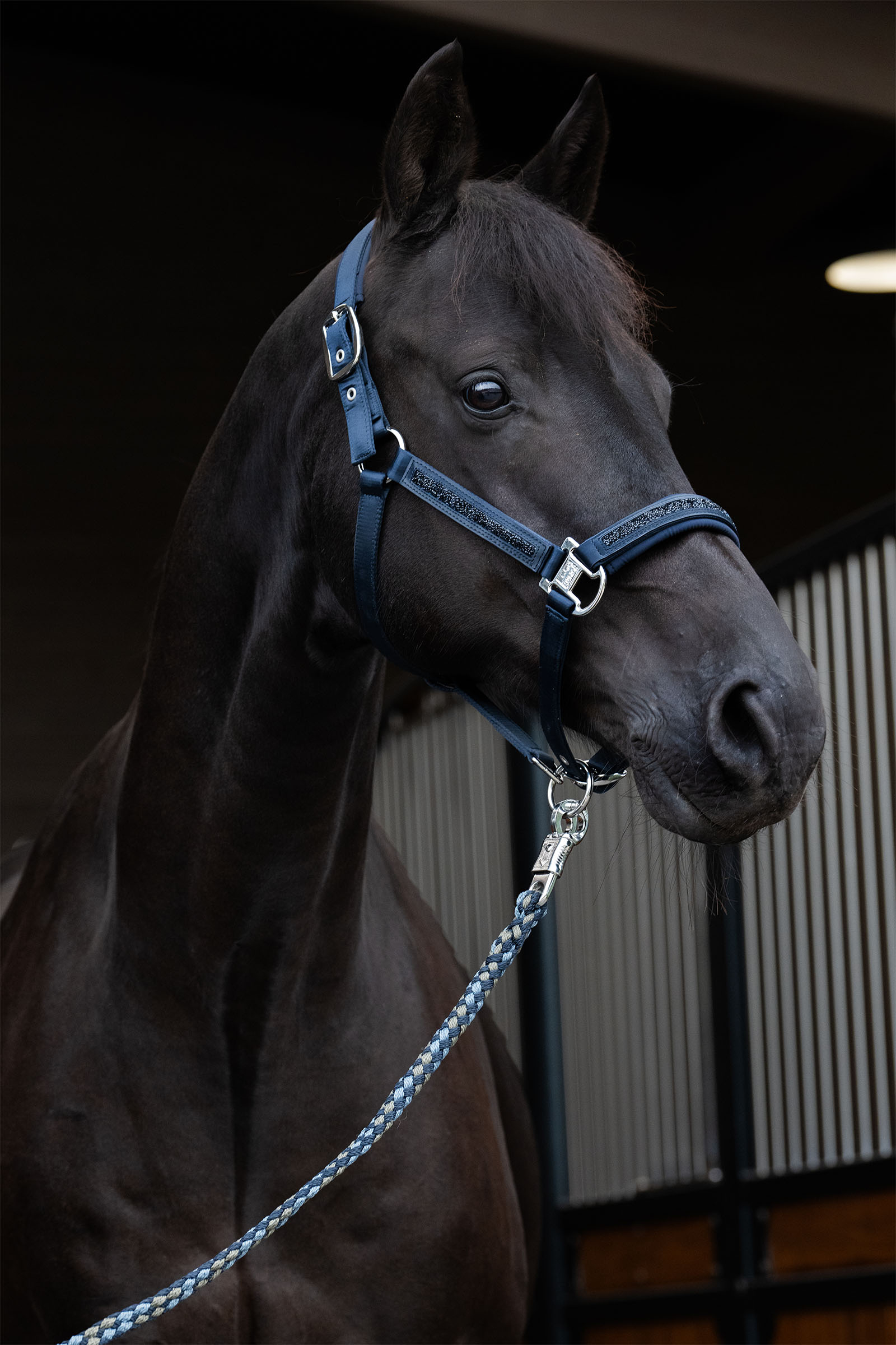 Eskadron Classic Sports SS25 Mattgloss Jewel Double Pin Headcollar