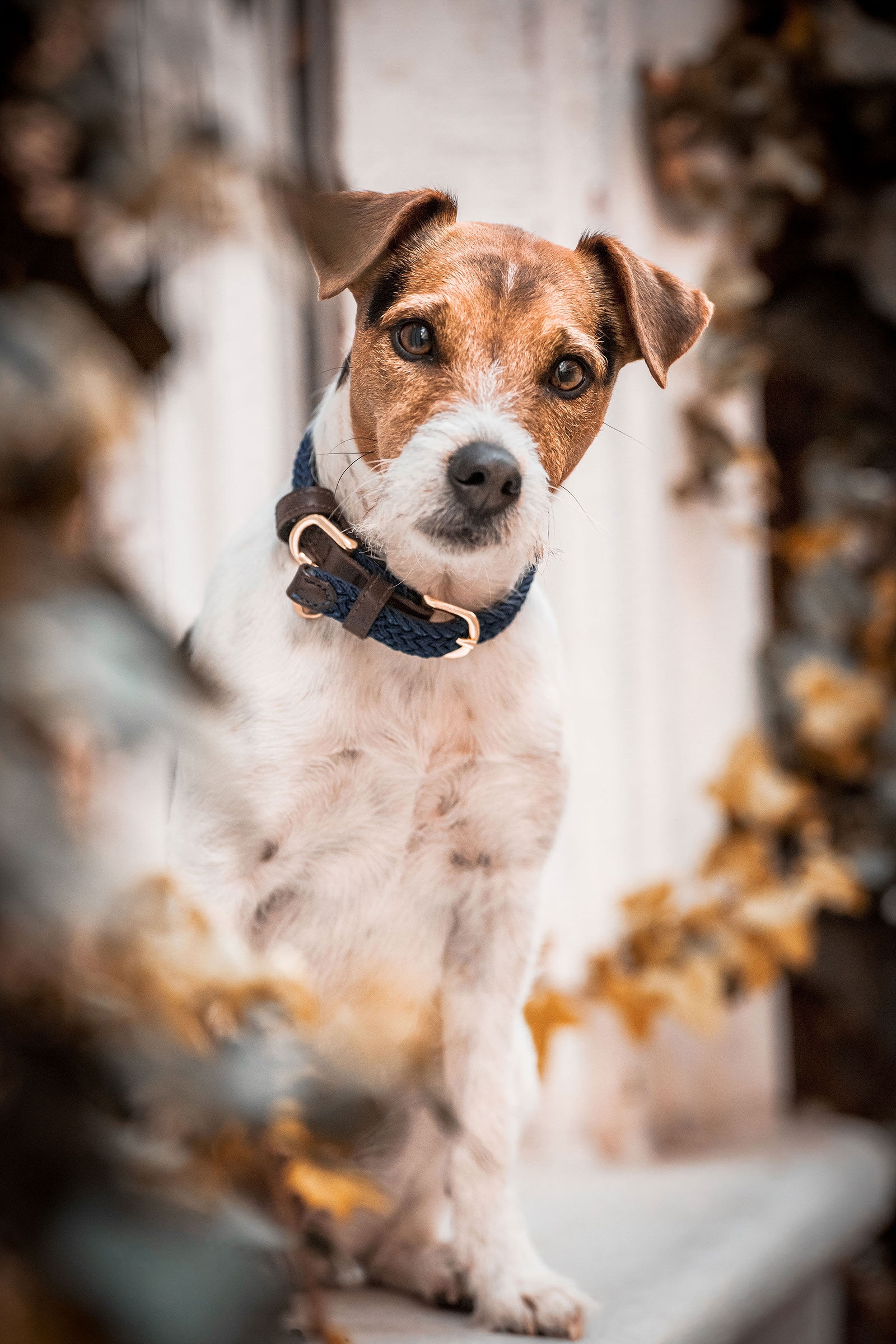 Kentucky Dogwear Plaited Nylon Dog Collar