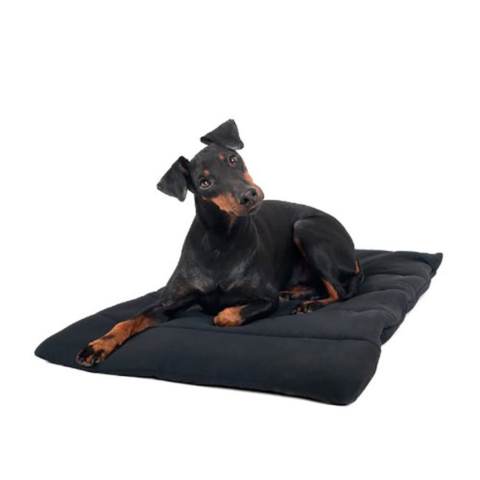 Back on Track Dog Blanket