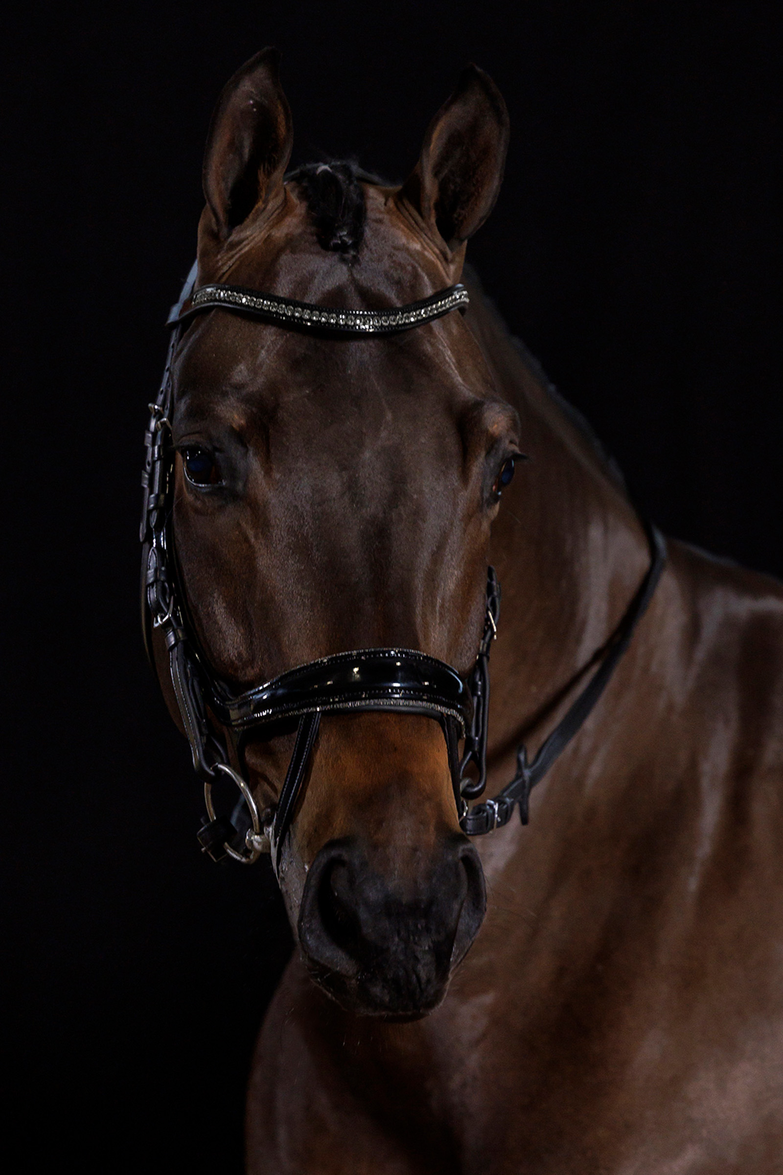 Schockem&ouml;hle Sports Equitus Beta Glam Bridle