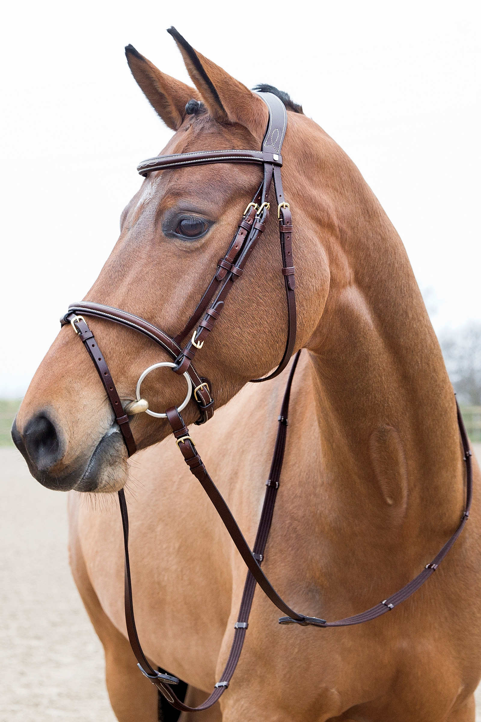 Light Brown Horze Constance Padded Flash Bridle