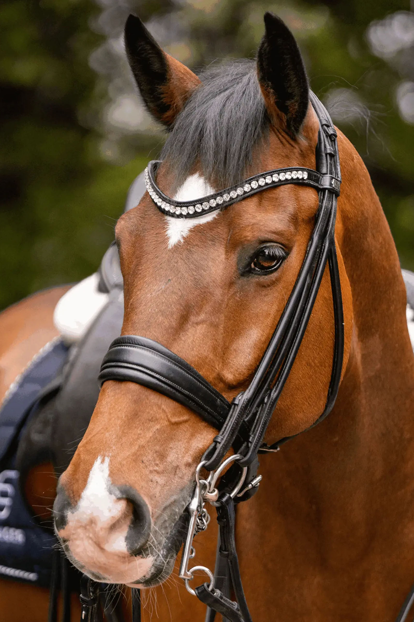 Sprenger Novocontact Weymouth 14mm Sensogan with 7cm Stainless Steel Cheeks