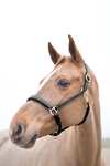 Horze Largo Leather Halter