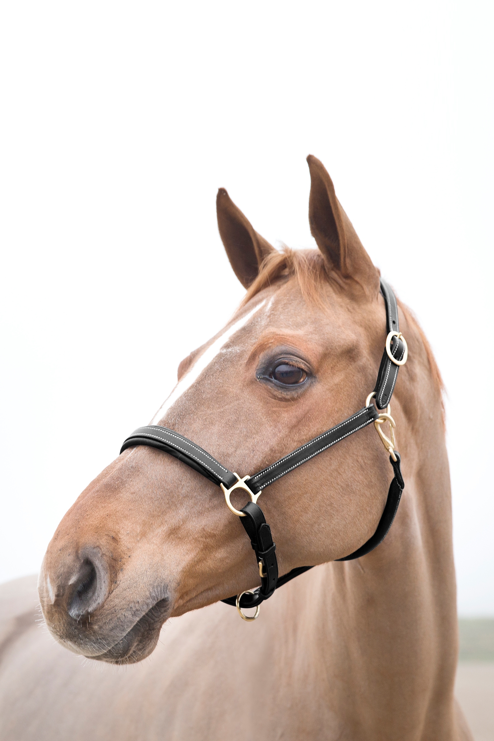 Horze Largo Leather Halter