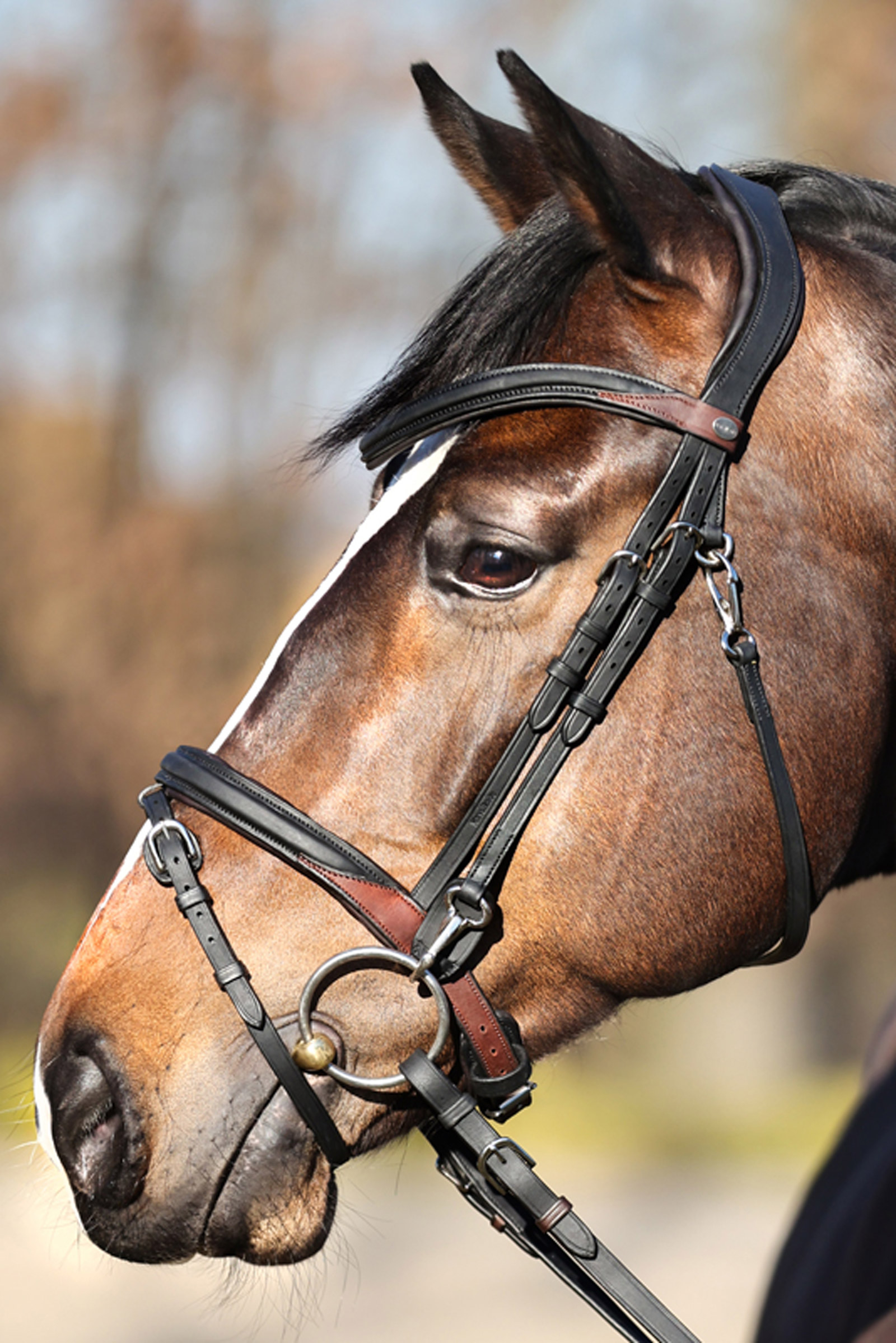 Kavalkade EveryDay Bridle