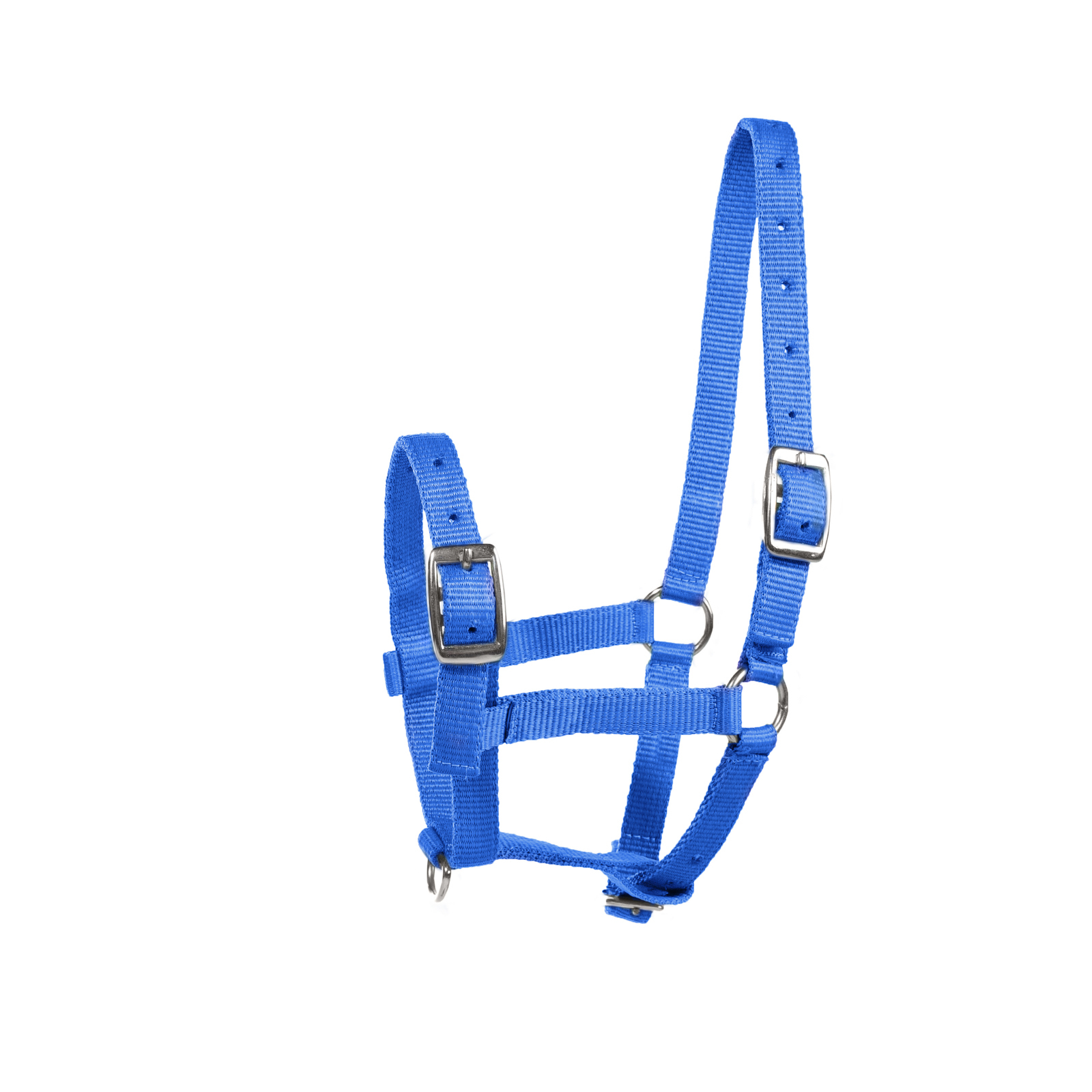 Blue Horze Foal Halter