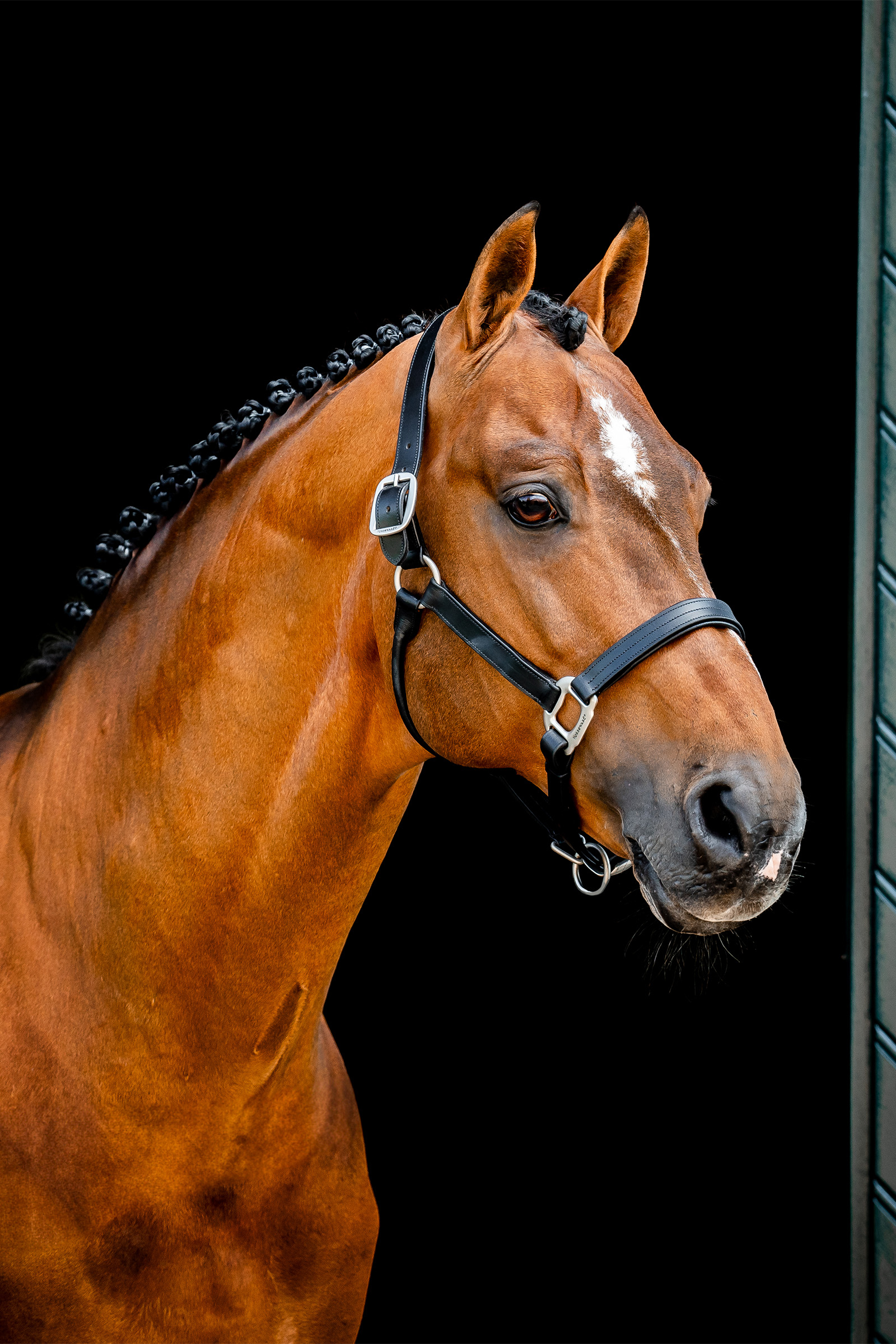 Horseware Signature Leather Headcollar