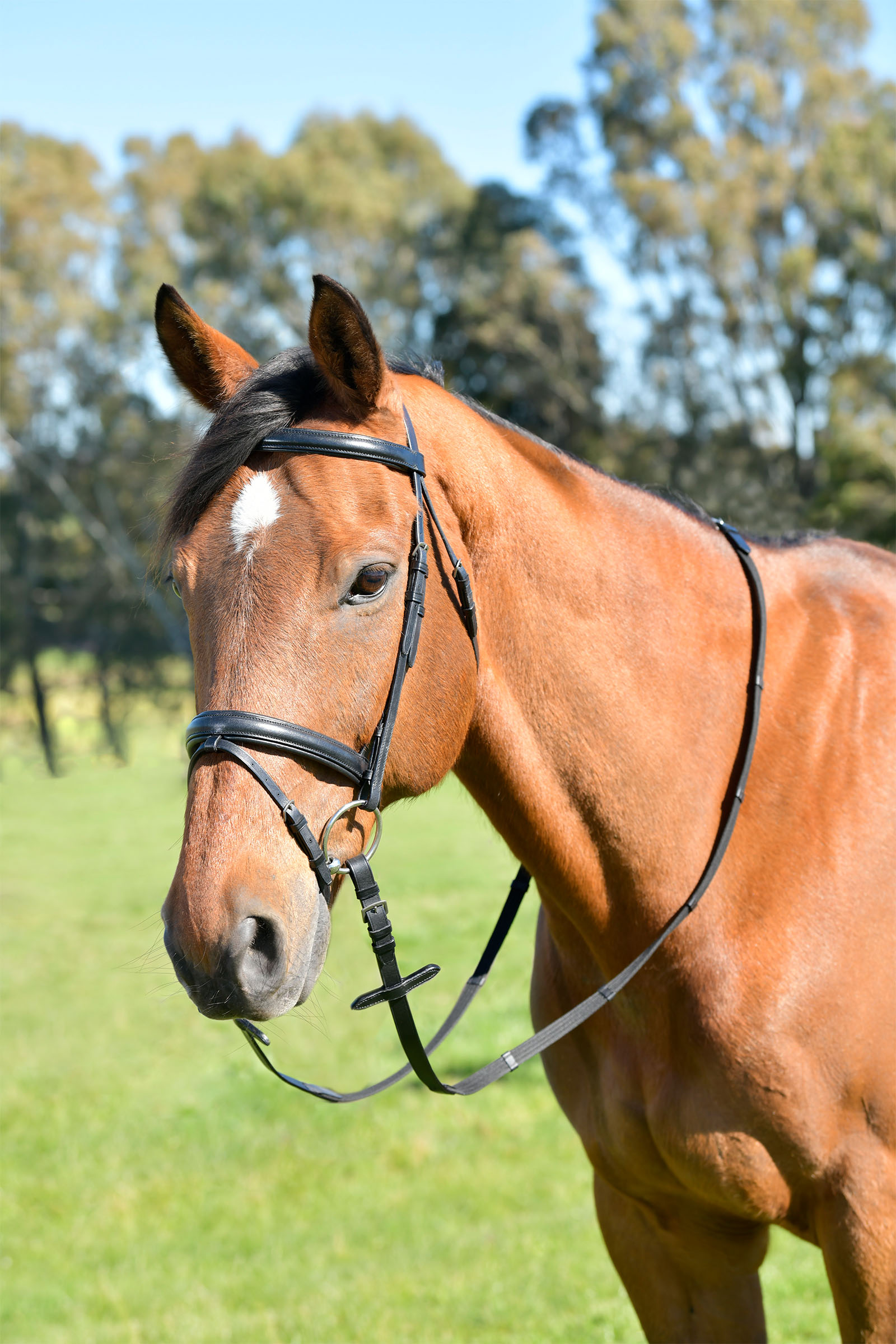 Kincade Classic Plain Raised Flash Bridle With Reins