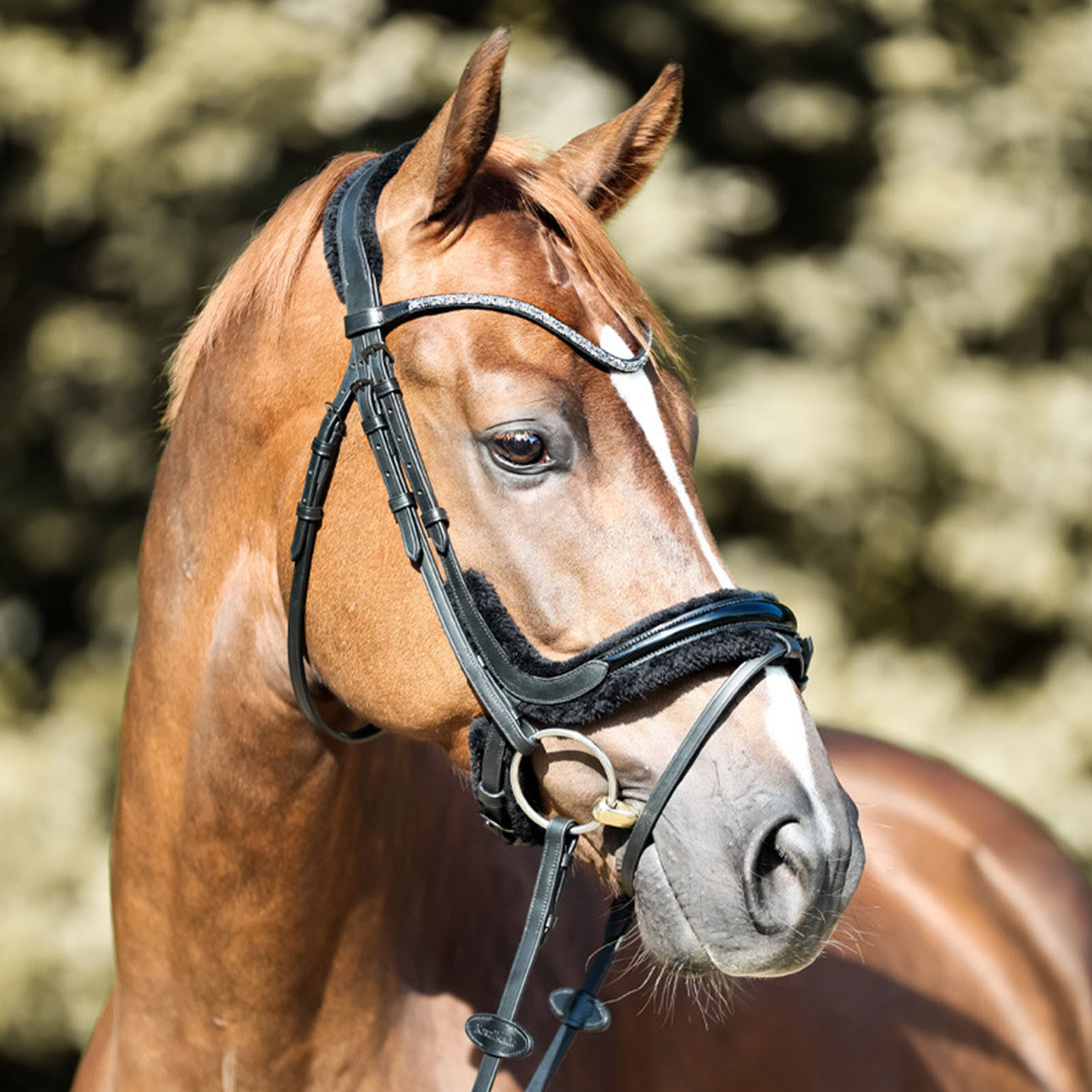 Kavalkade Ivella KavalSH4 Bridle