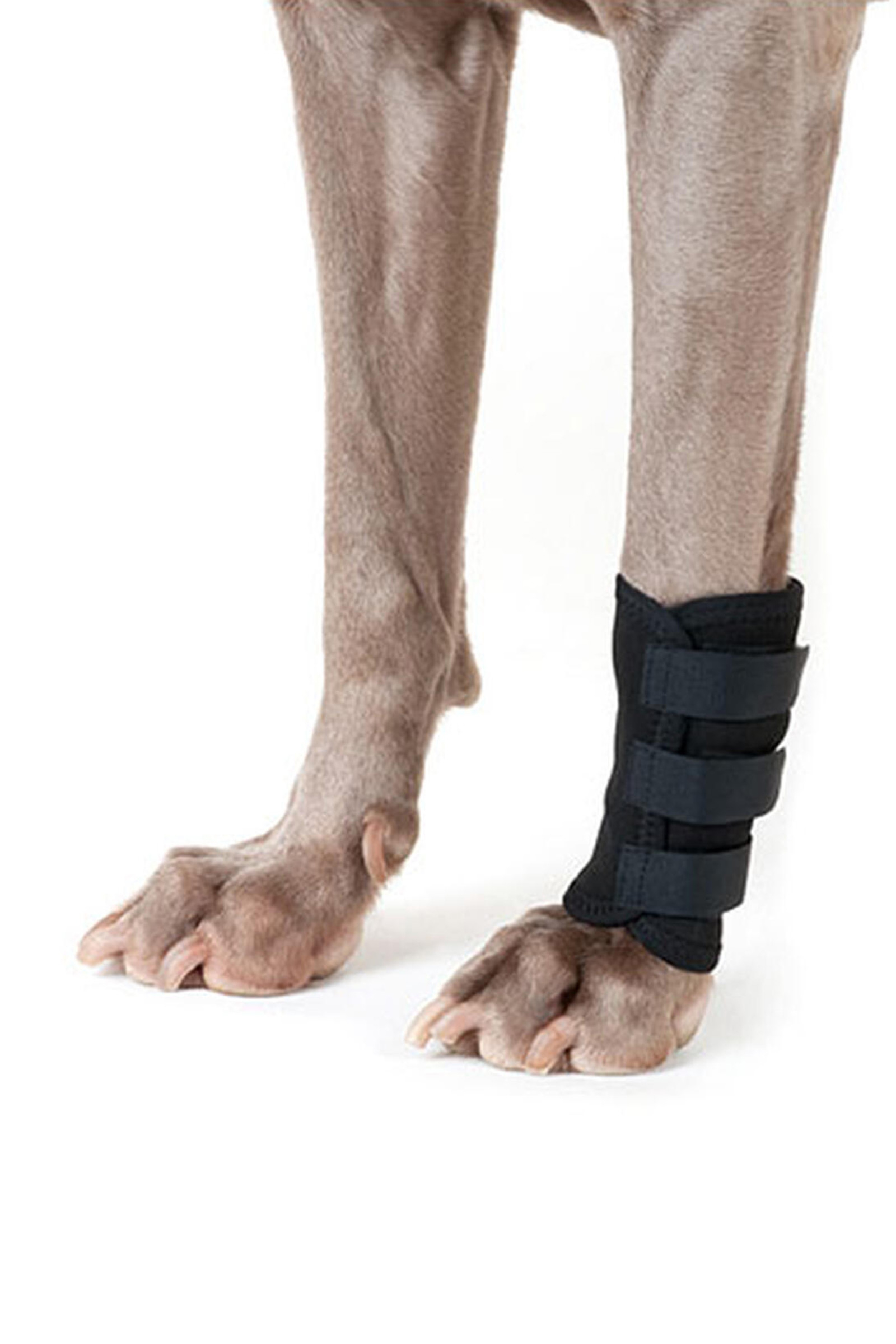 Back on Track Dog Leg Wrap (1 piece)