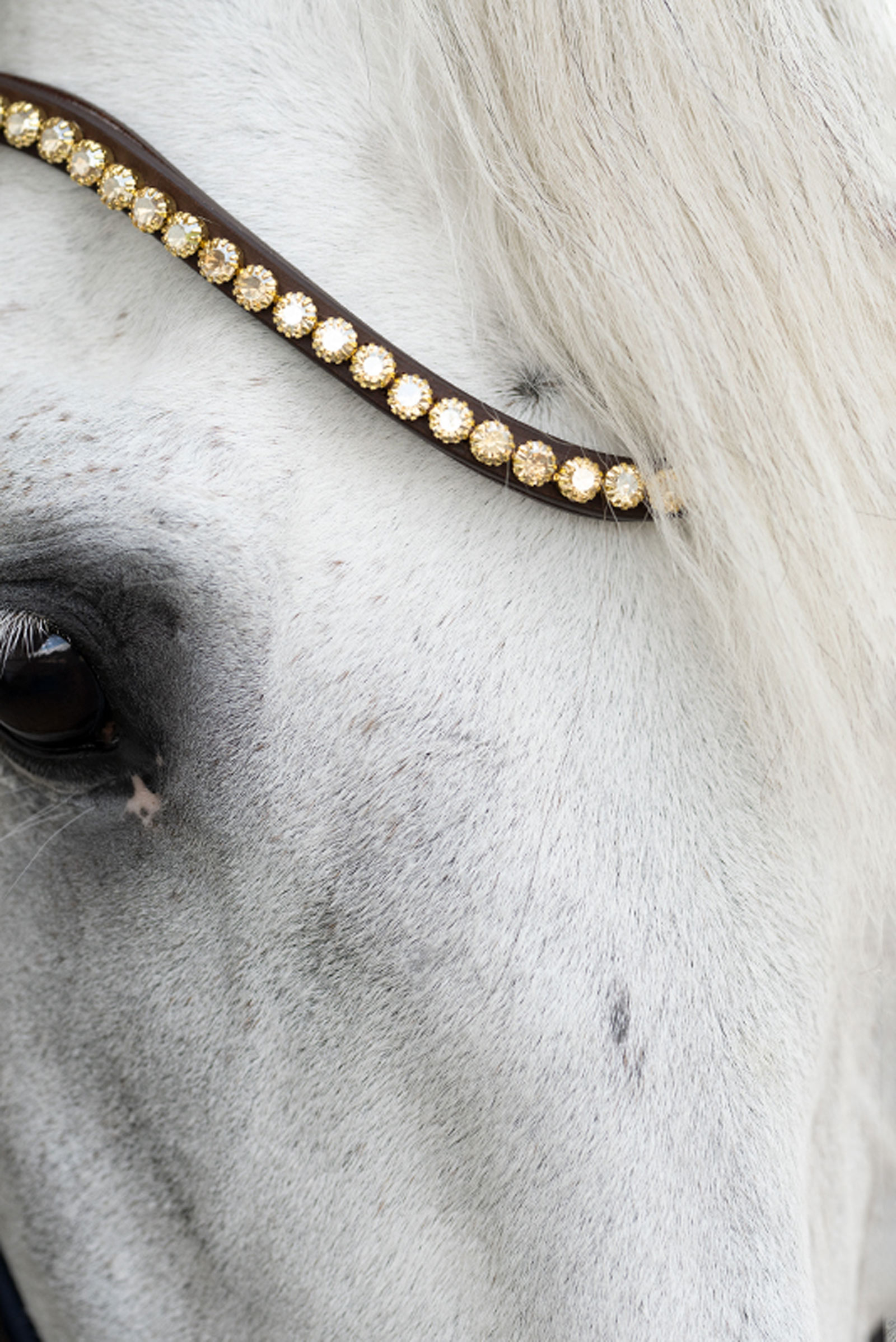 Kavalkade Caliano English Bridle With Flash