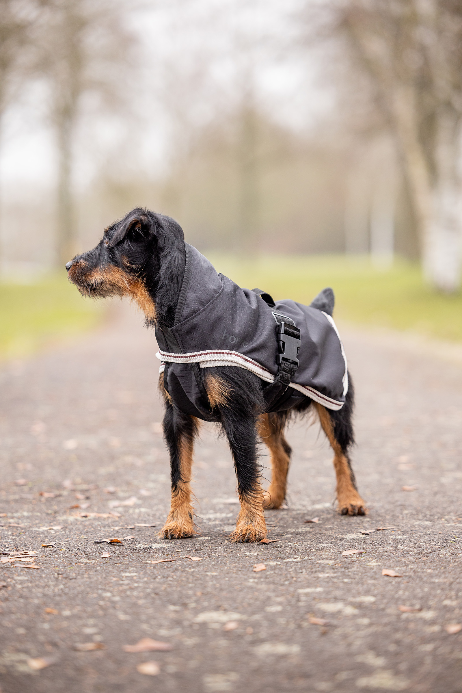 Horze Sudbury 2-in-1 Dog Rug, 0g, 100g