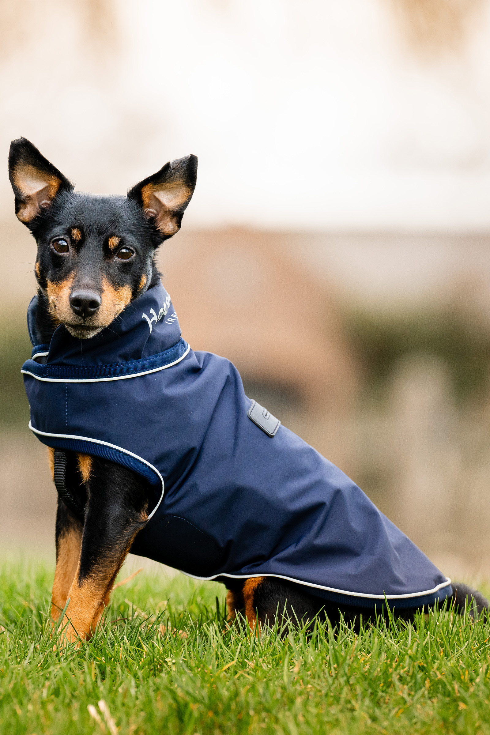 Horseware Signature Dog Rain Coat