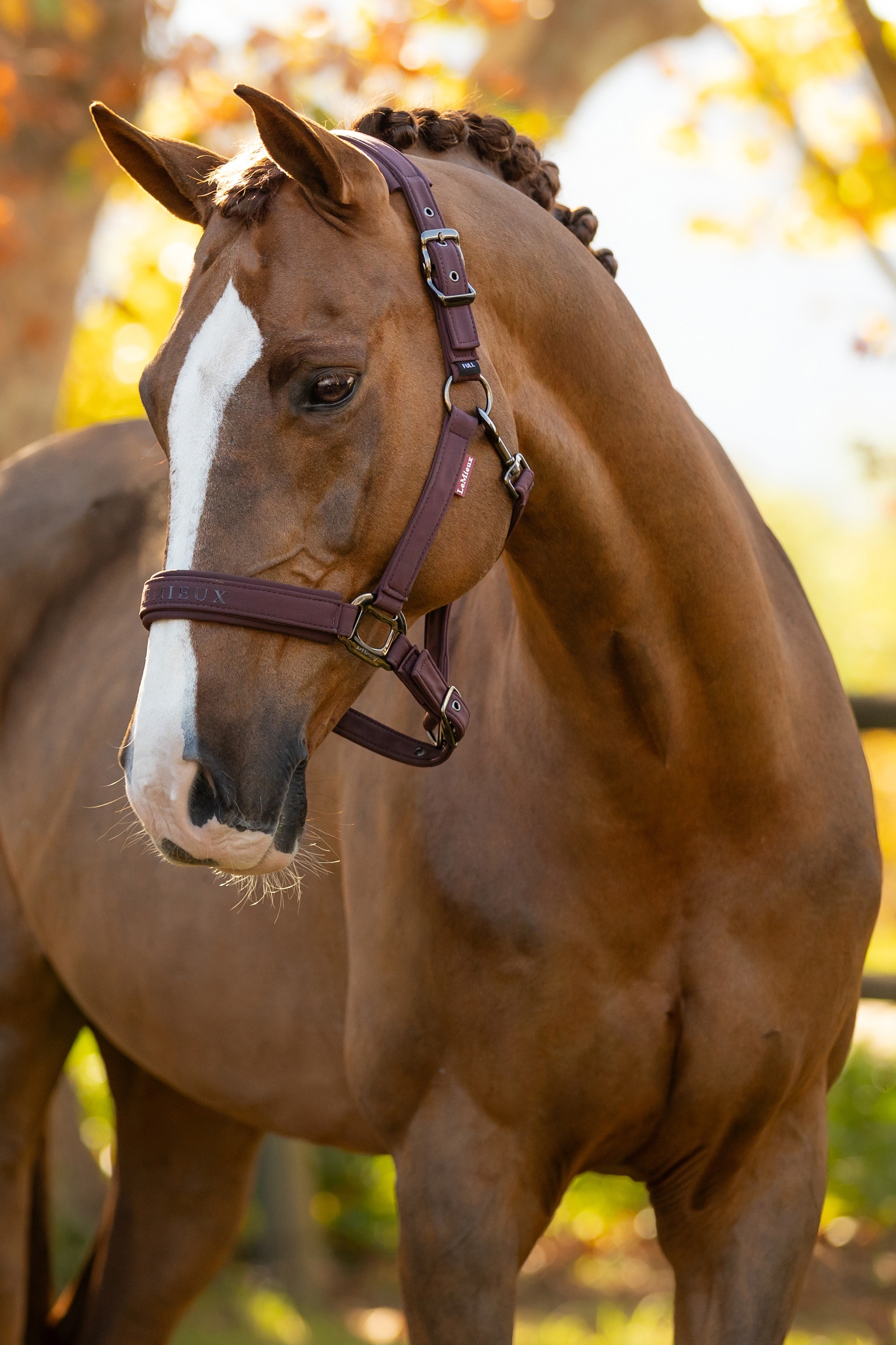 LeMieux Essence Headcollar