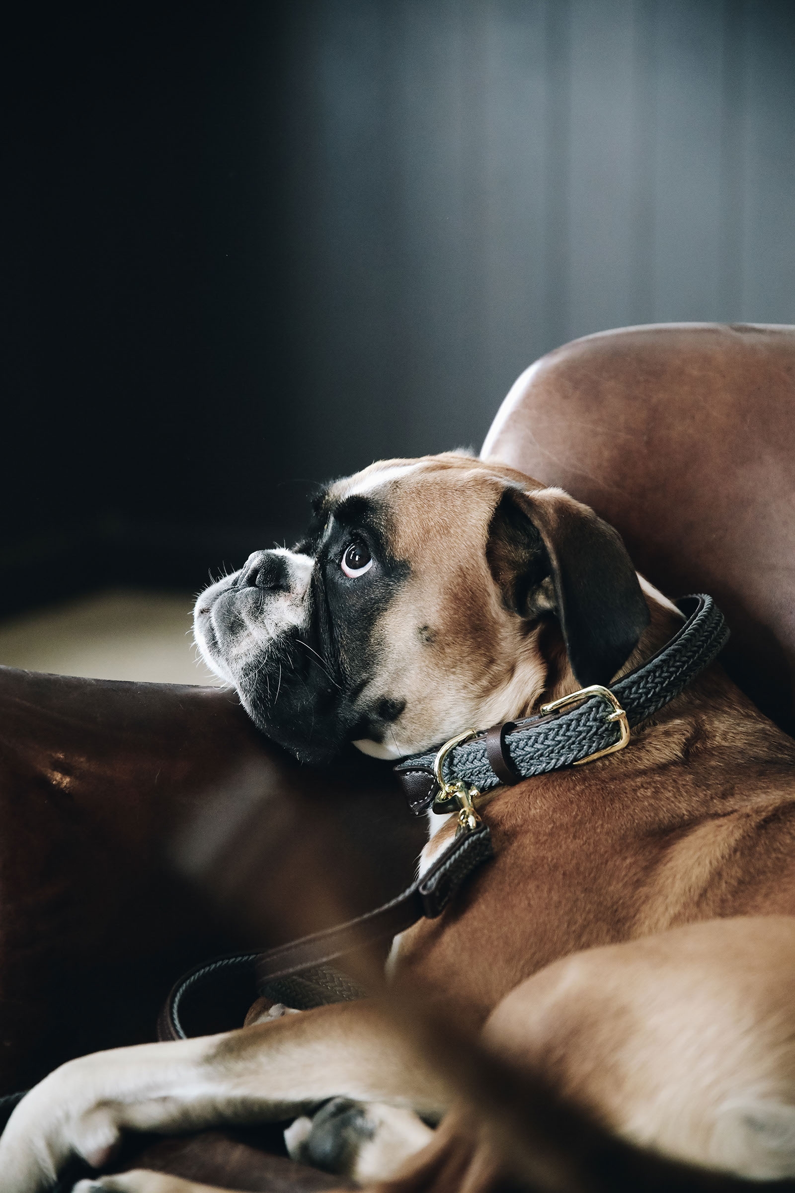 Grey Kentucky Dogwear Plaited Nylon Dog Collar