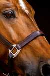 Horseware Signature Leather Headcollar