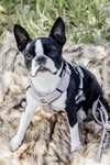 Kentucky Dogwear Active Velvet Dog Harness