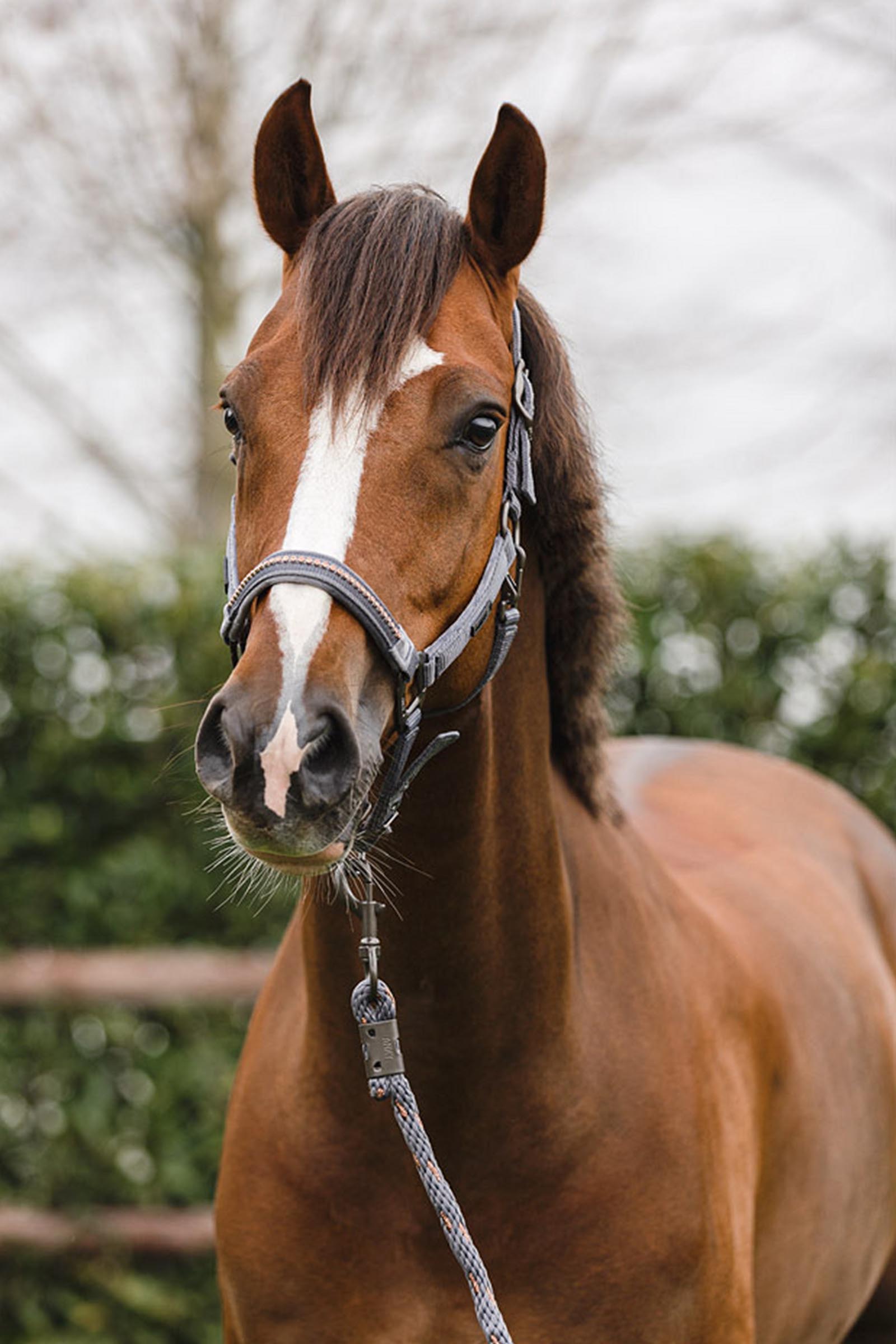 ANKY Stones Halter & Lead Set