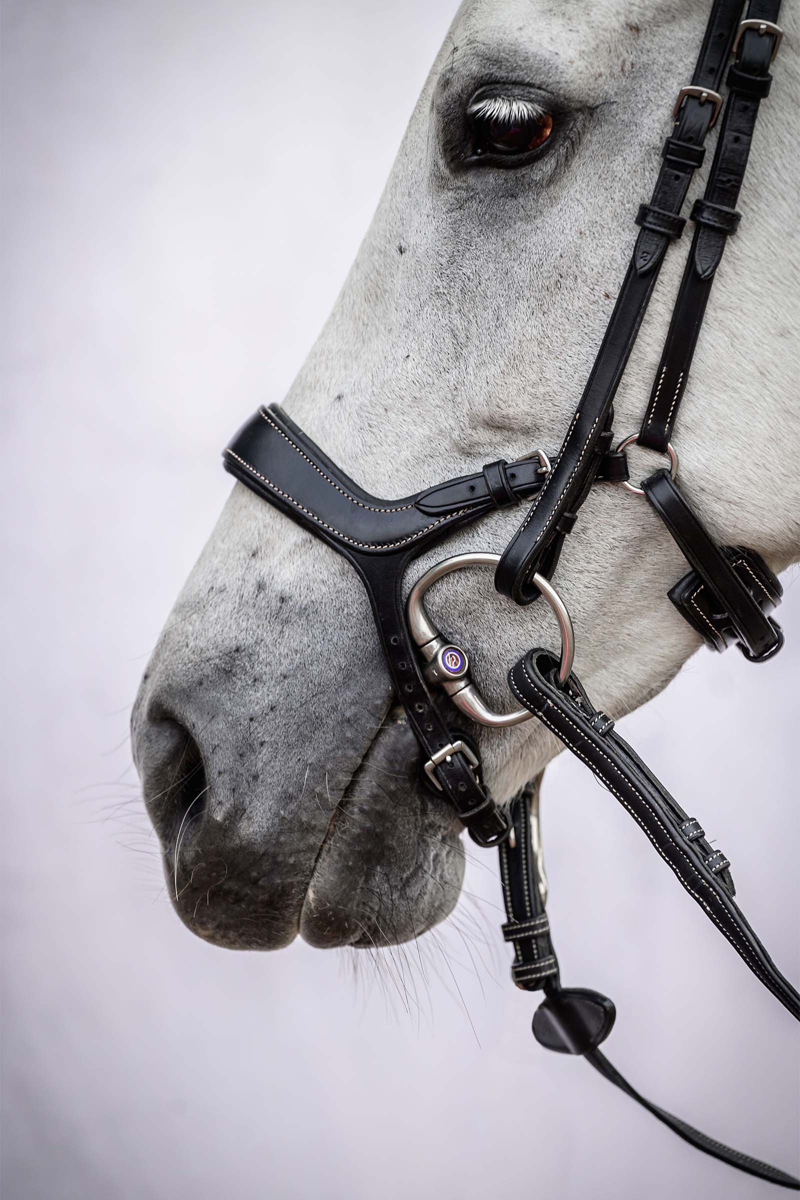 PS of Sweden Pioneer Bridle