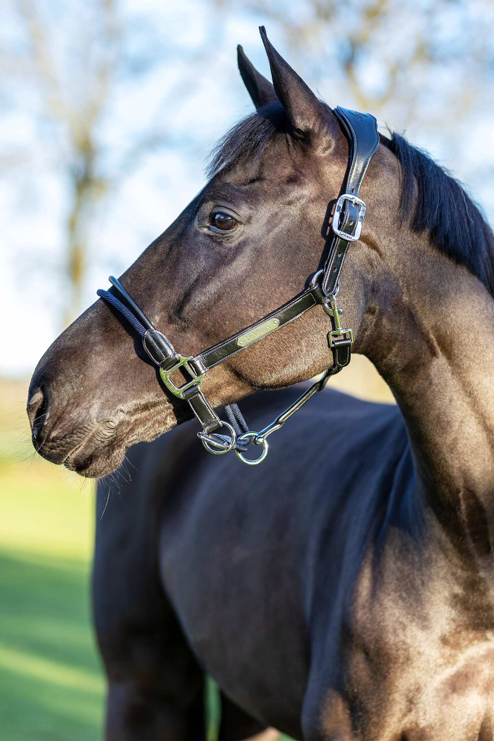 LeMieux Rope Control Headcollar