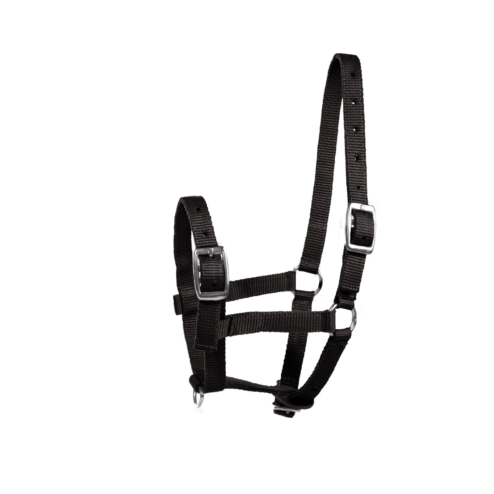 Black Horze Foal Halter