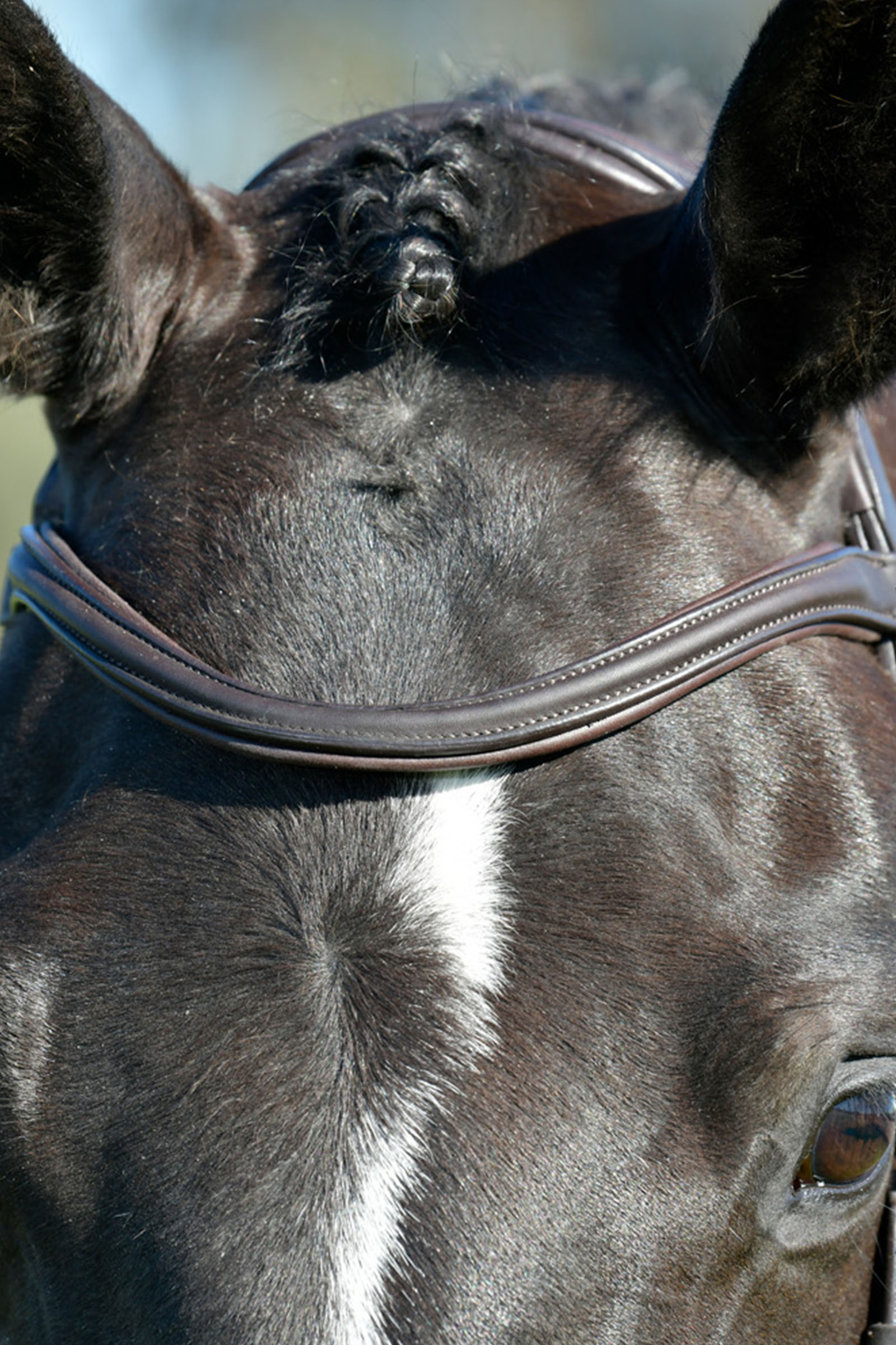 Collegiate Comfitec Opulux Plain Padded Hanoverian Flash Bridle