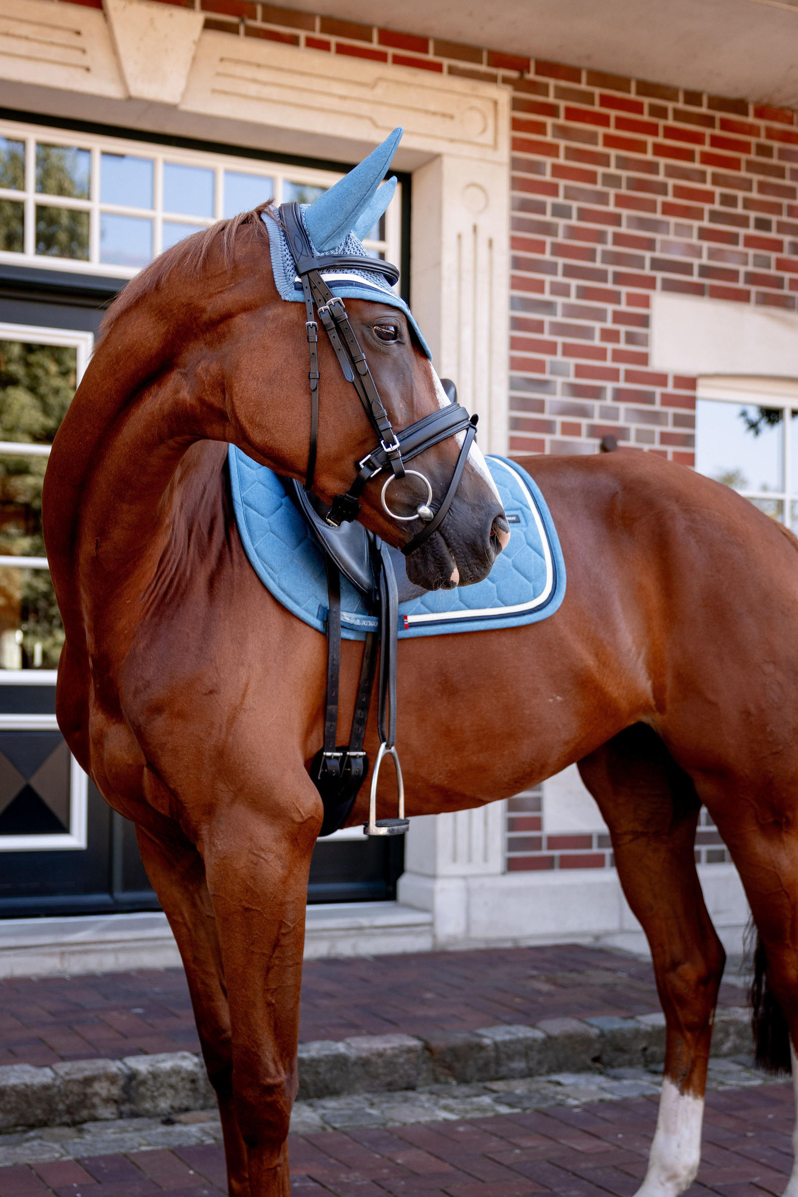 B Vertigo High Altitude Dressage Pad