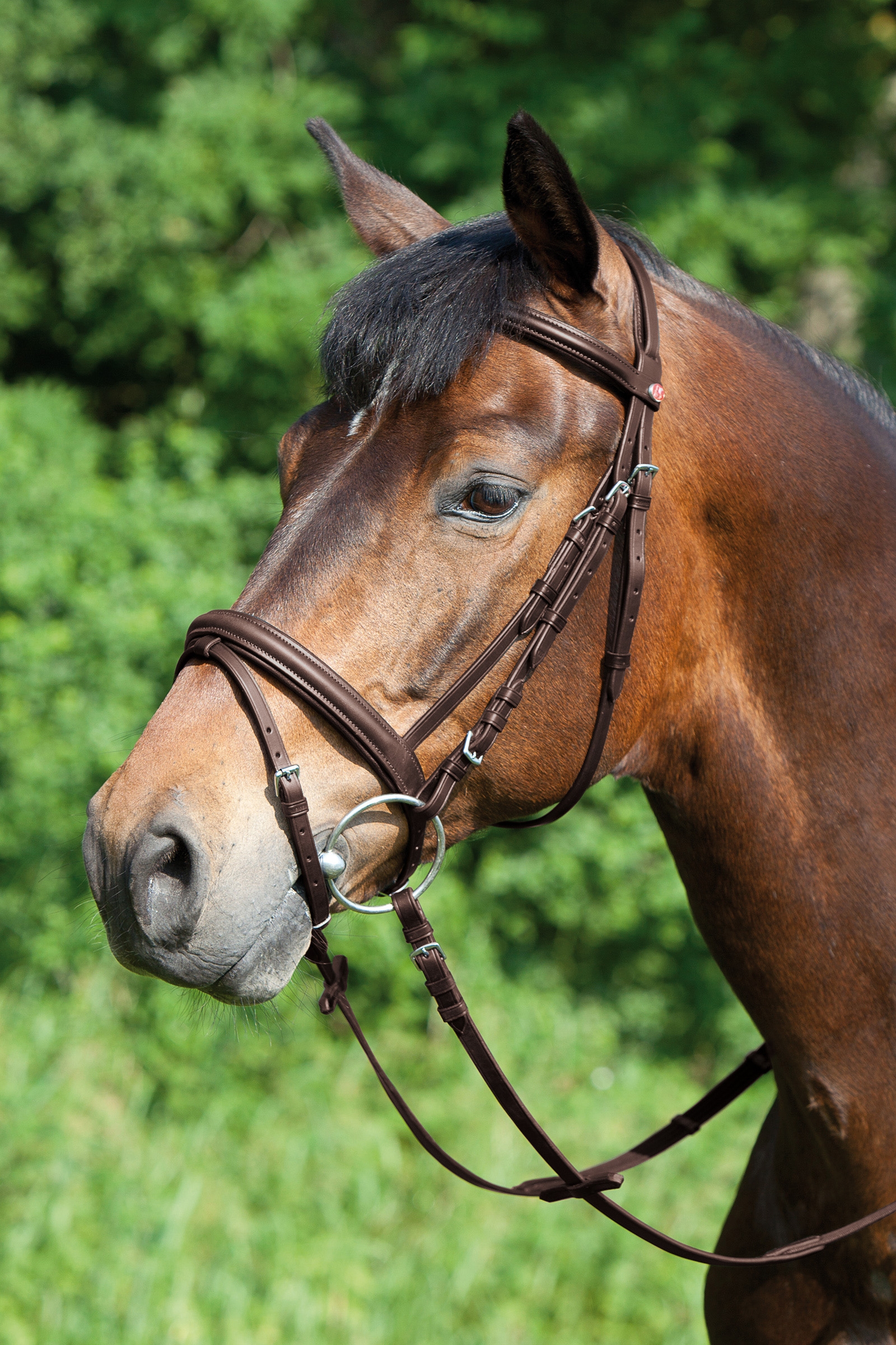 Kieffer Ergonomic Line Bridle