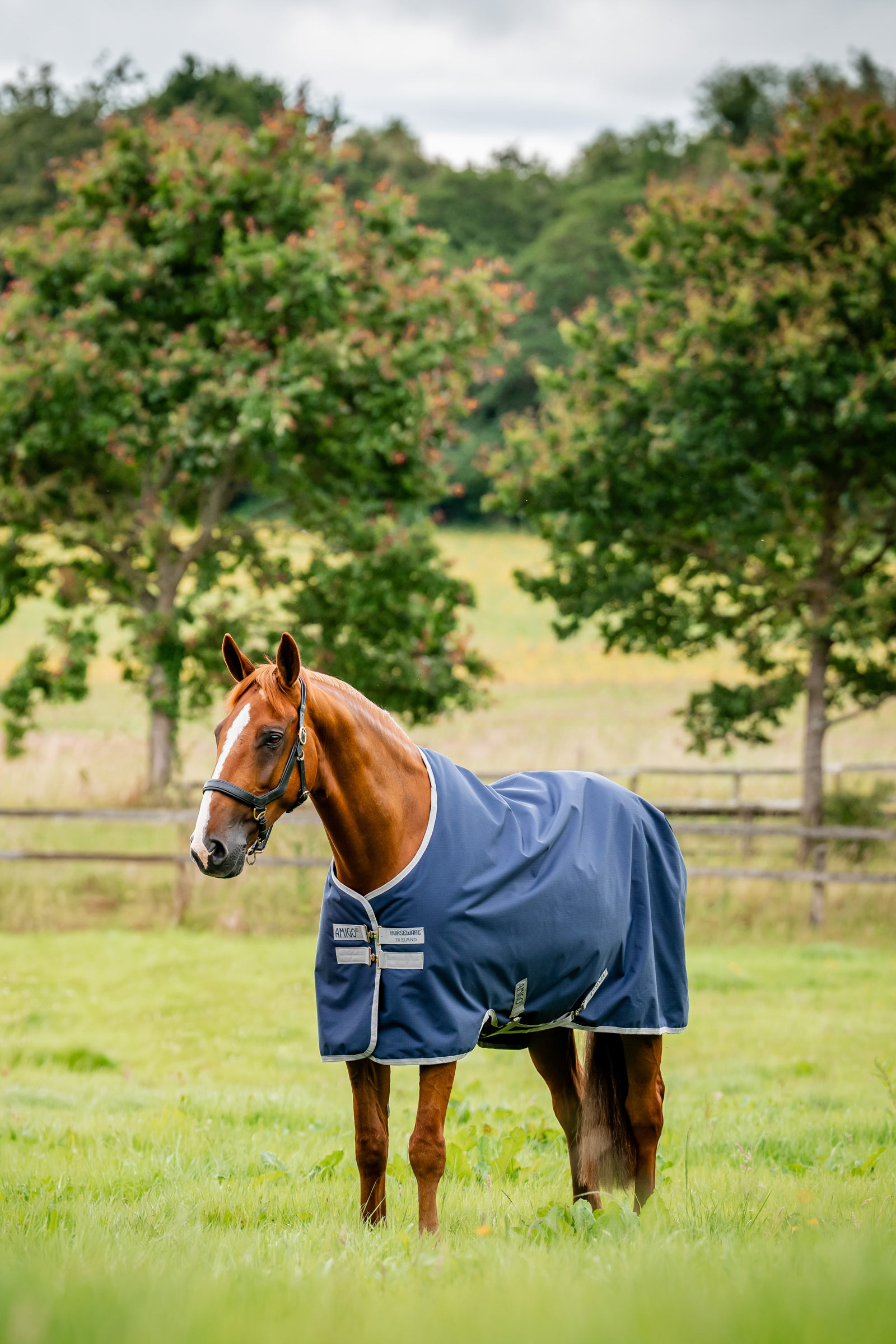 Horseware Amigo Ripstop 900D Turnout Rug, 100 g