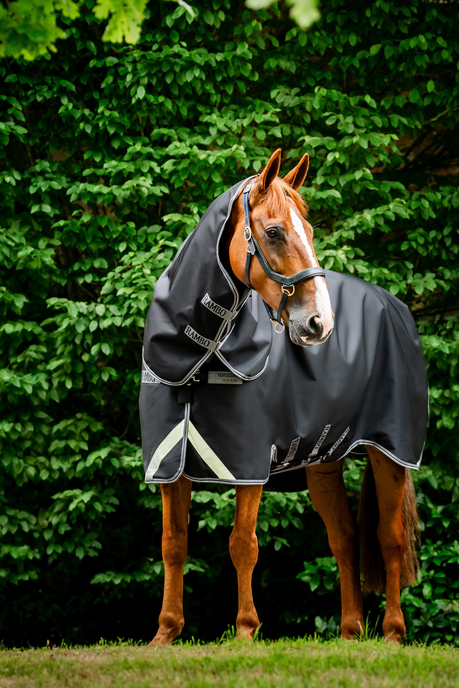 Horseware Rambo 1680D Plus Turnout Rug, 100 g