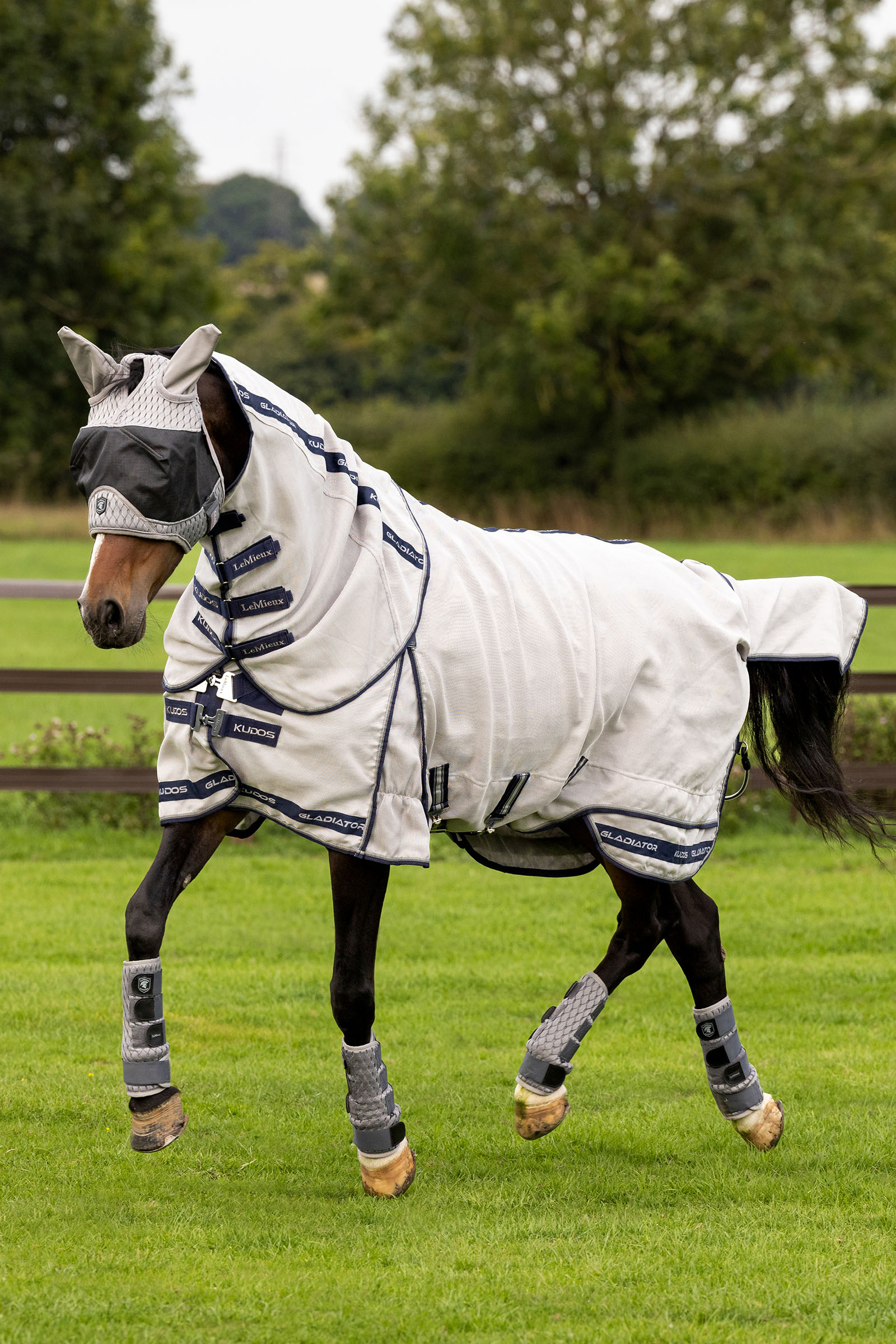 LeMieux Kudos Gladiator Fly Rug