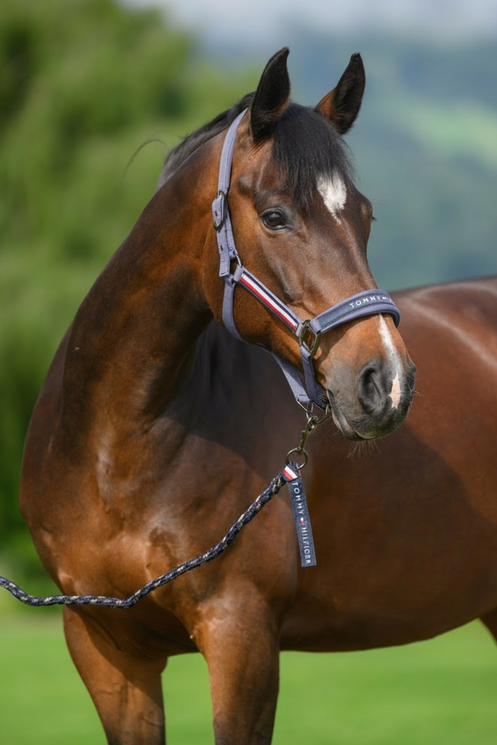 Faded Indigo Tommy Hilfiger Equestrian Yale Set Halter and Rope
