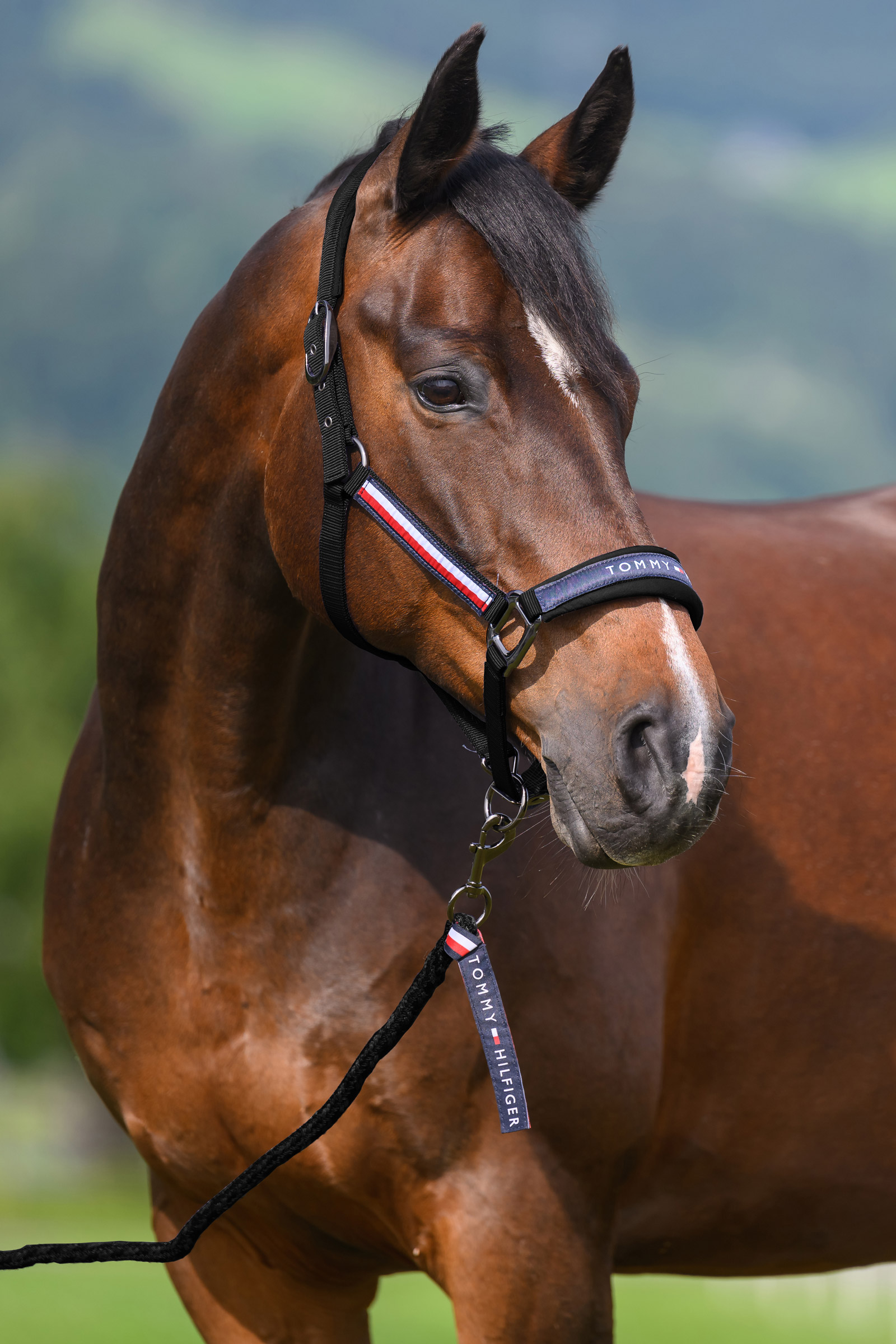 Black Tommy Hilfiger Equestrian Yale Set Halter and Rope