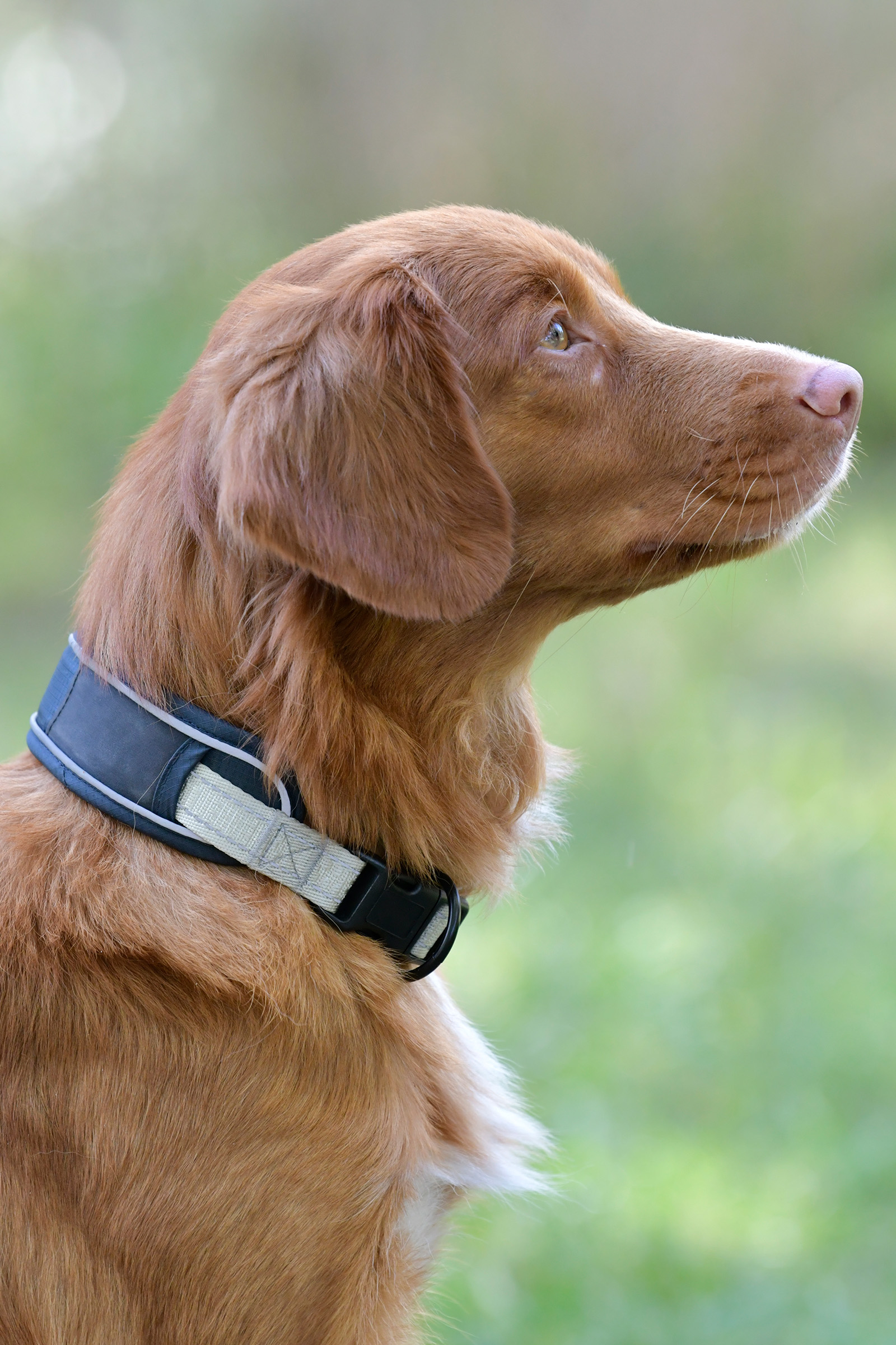 Weatherbeeta Explorer Dog Collar