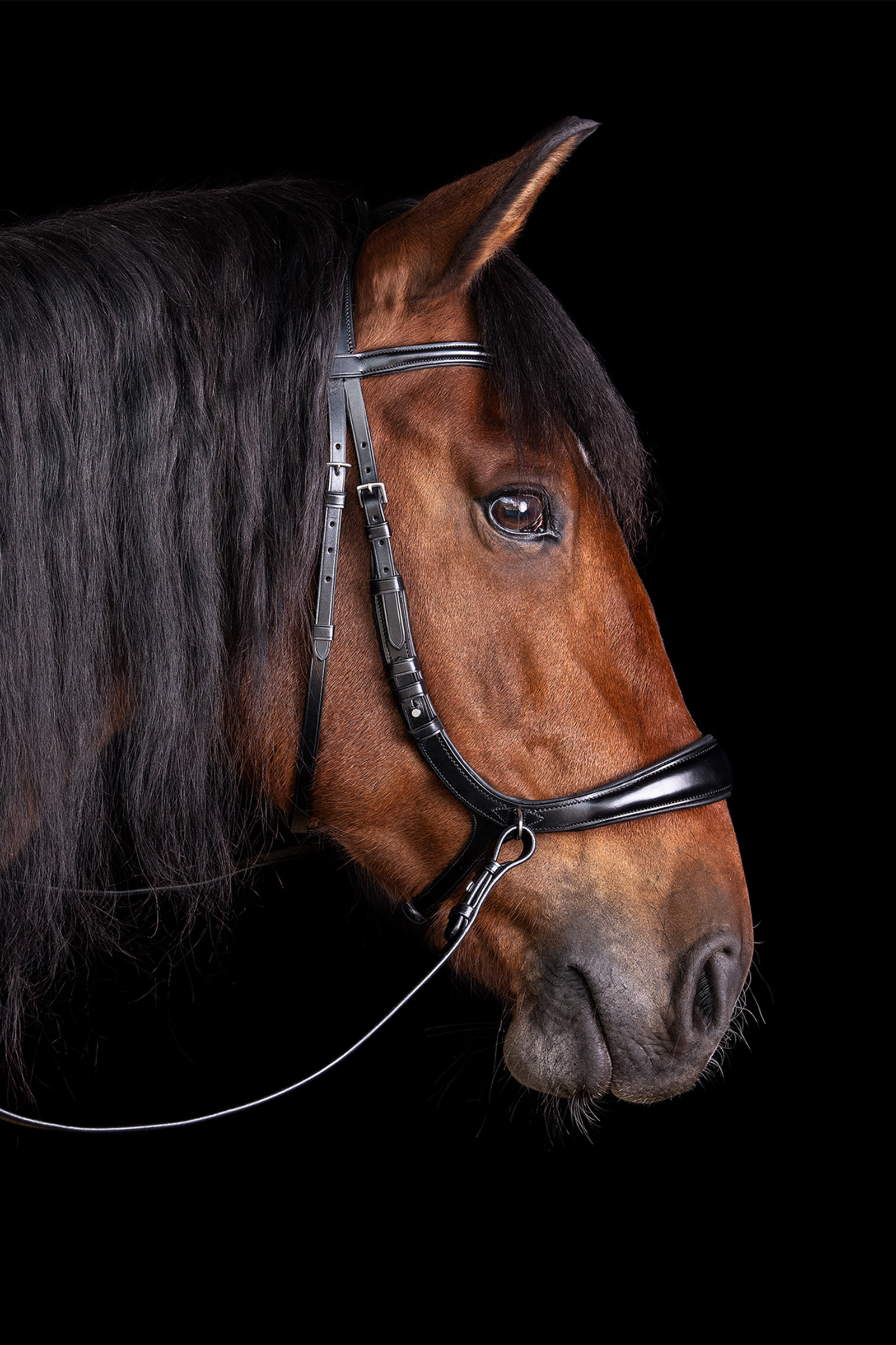 Schockemöhle Sports Equitus Theta 3in1 Bridle