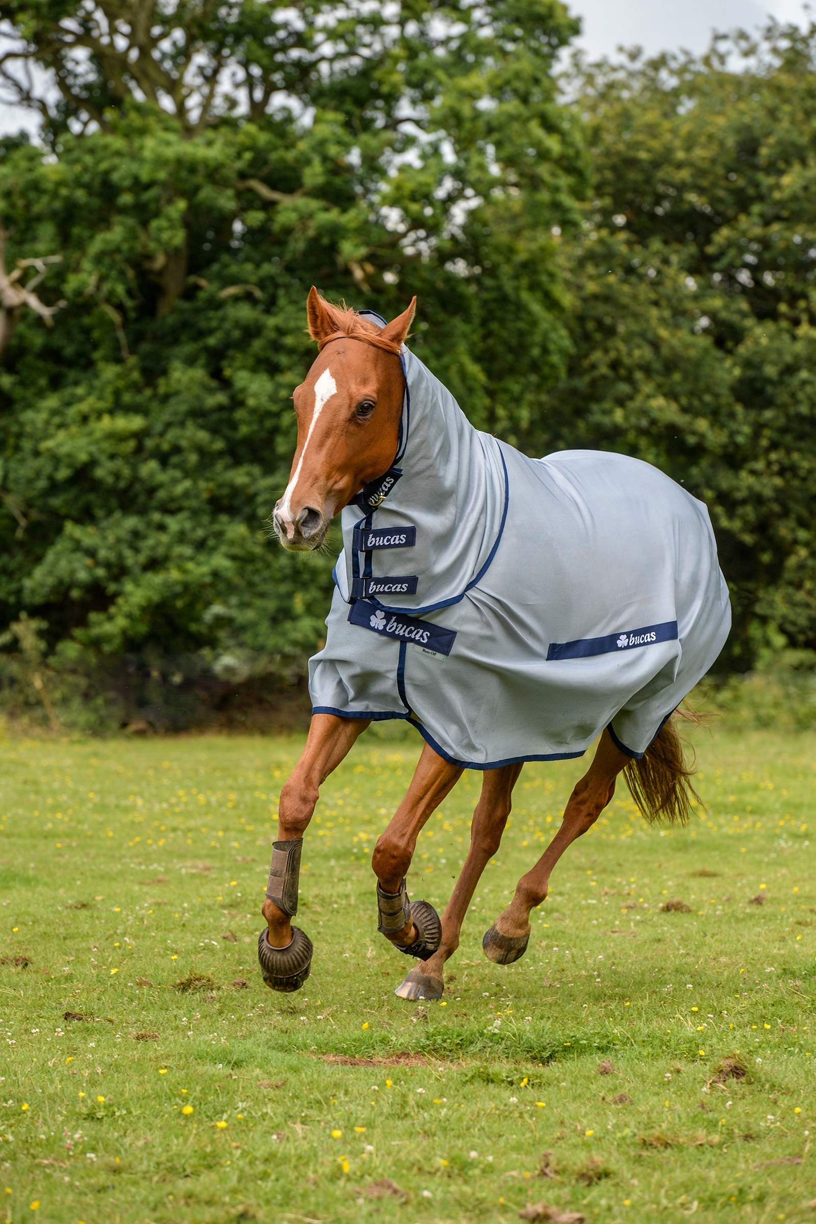 Bucas Buzz-Off Full Neck Fly Rug Pony with fixed Neck