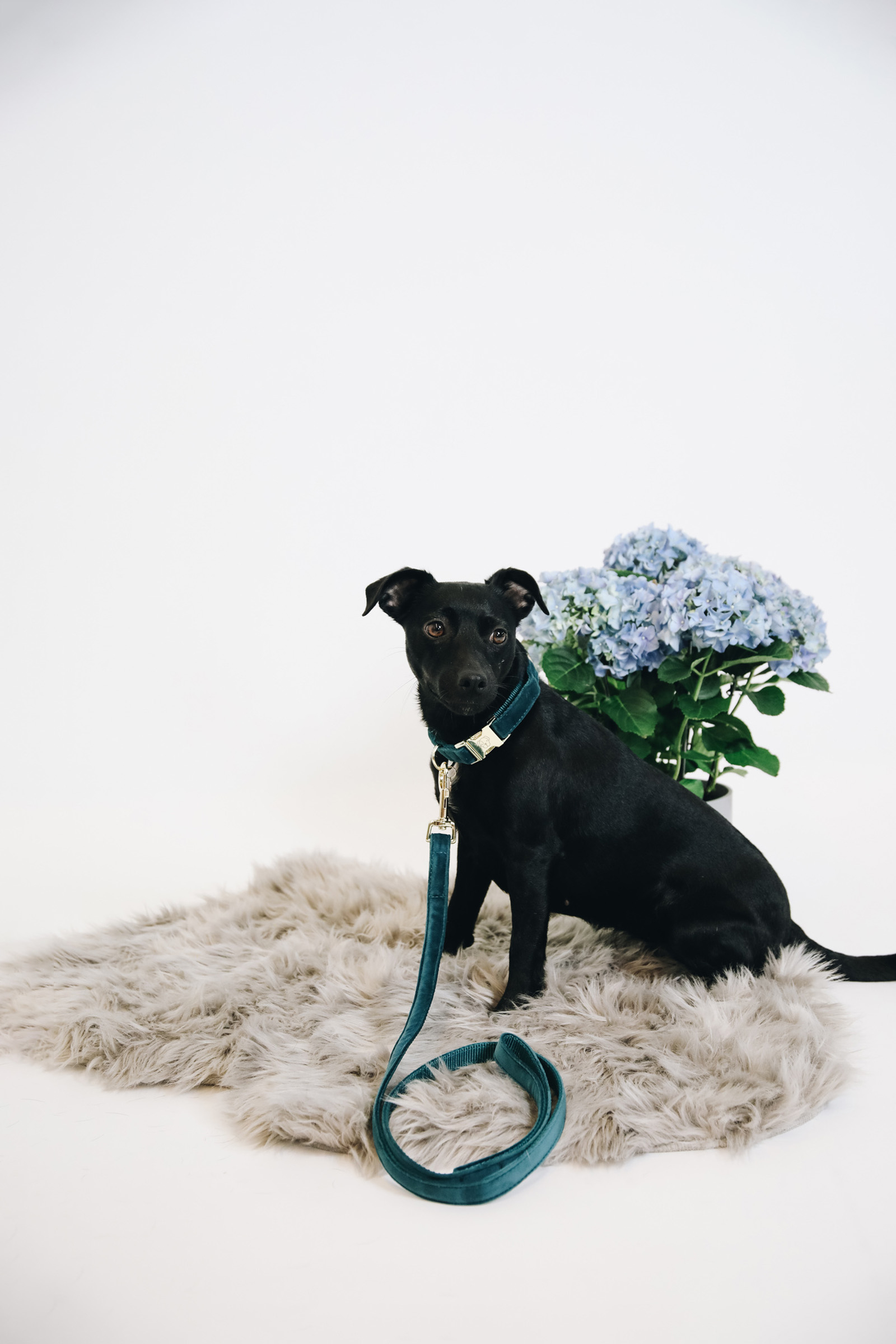 Kentucky Dogwear Dog Lead Velvet