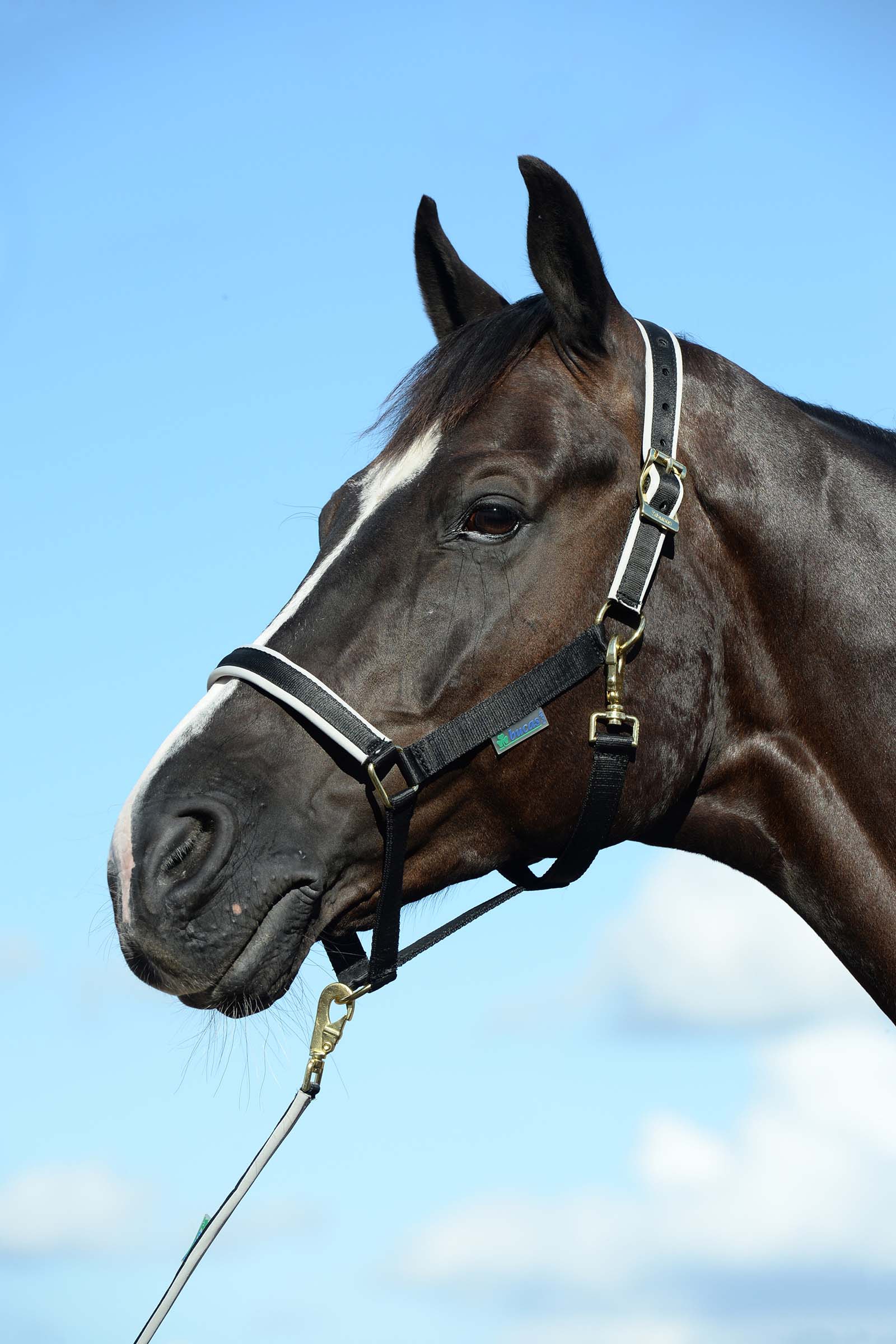 Black/Silver Bucas Dublin Padded Luxury Halter