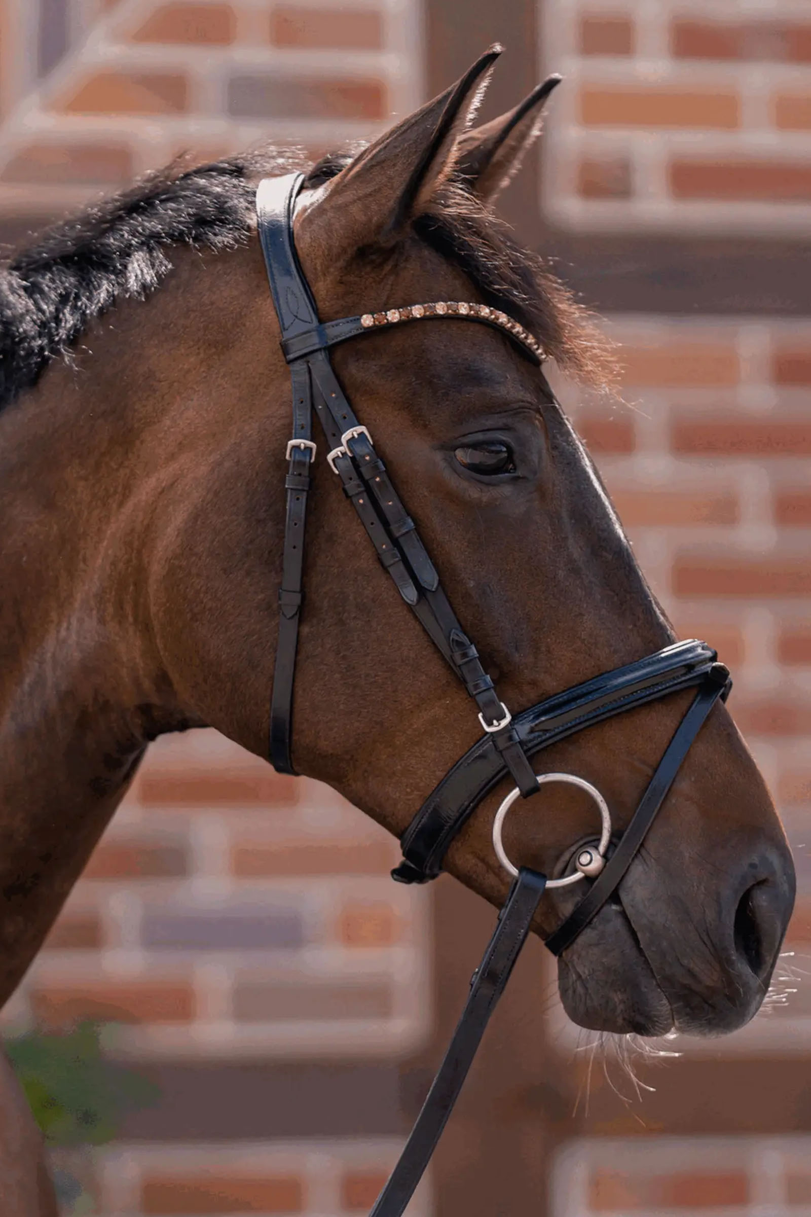 Sprenger Novocontact Loose Ring Snaffle 14mm Single Jointed Sensogan 70mm Stainless Steel Rings