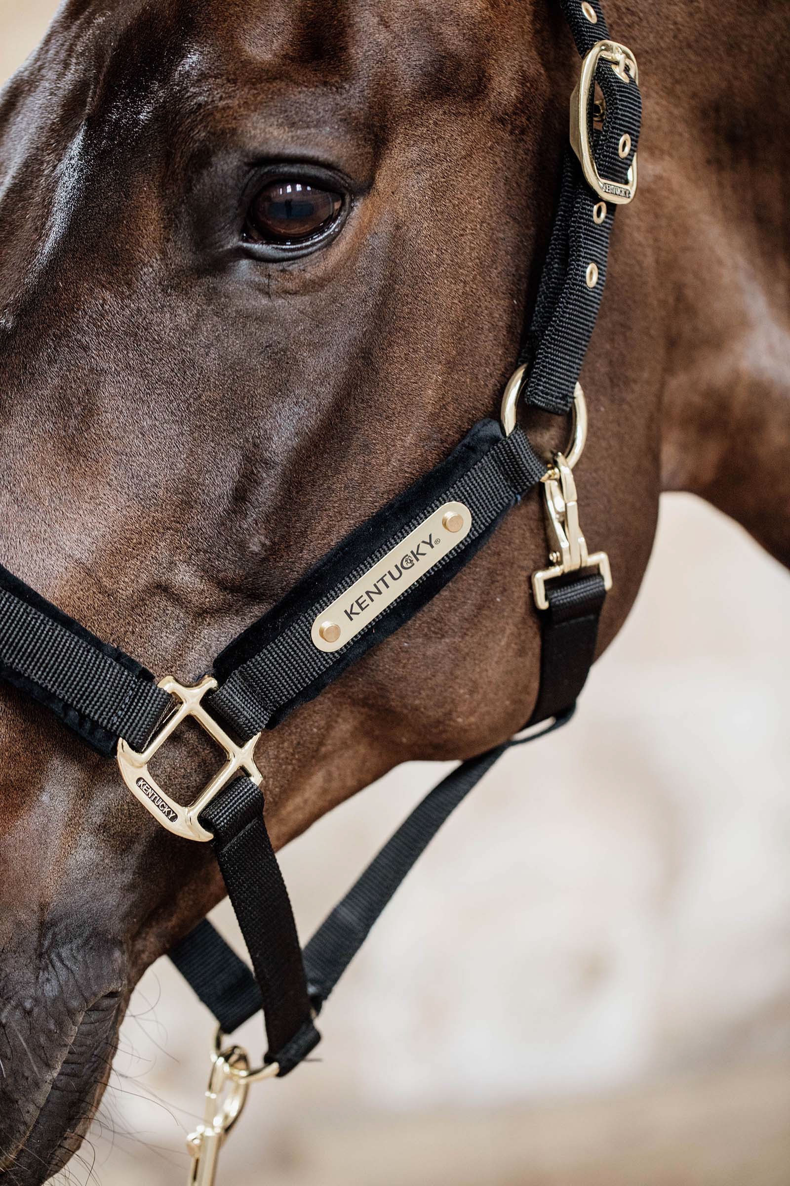 Kentucky Horsewear Velvet Halter