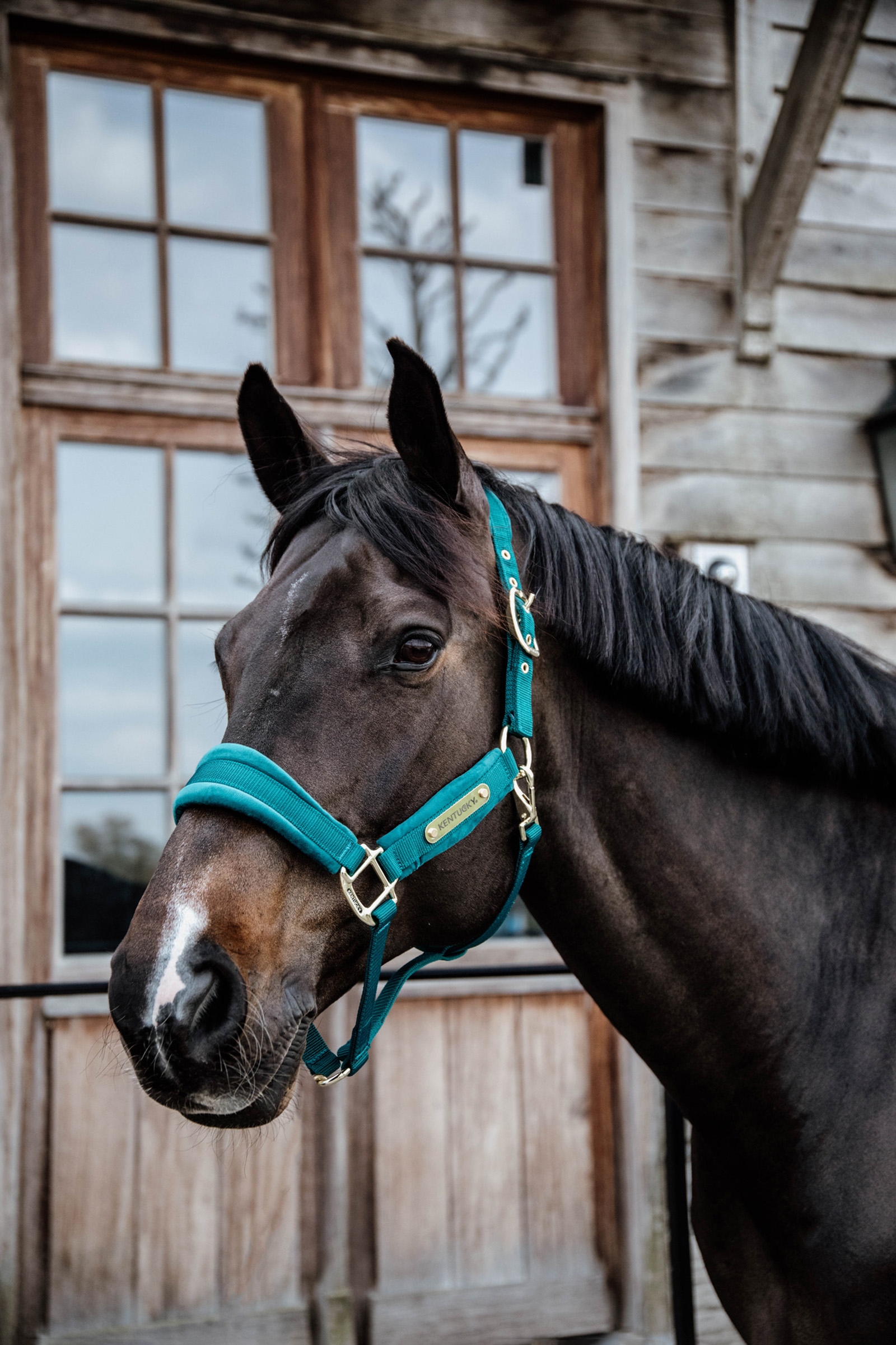 Emerald Green Kentucky Horsewear Velvet Halter