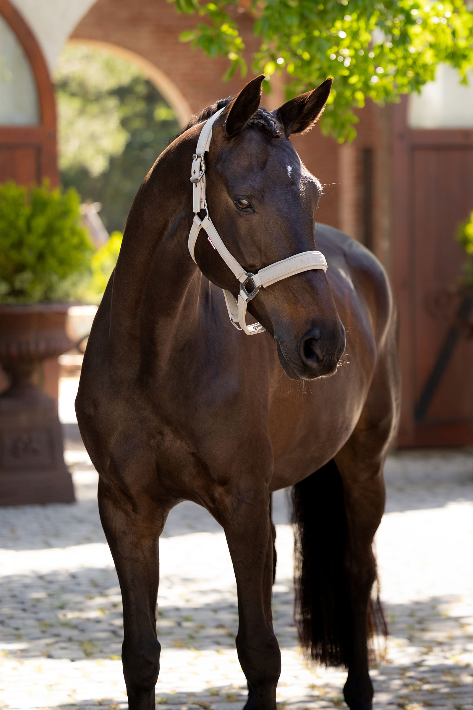 LeMieux Essence Headcollar