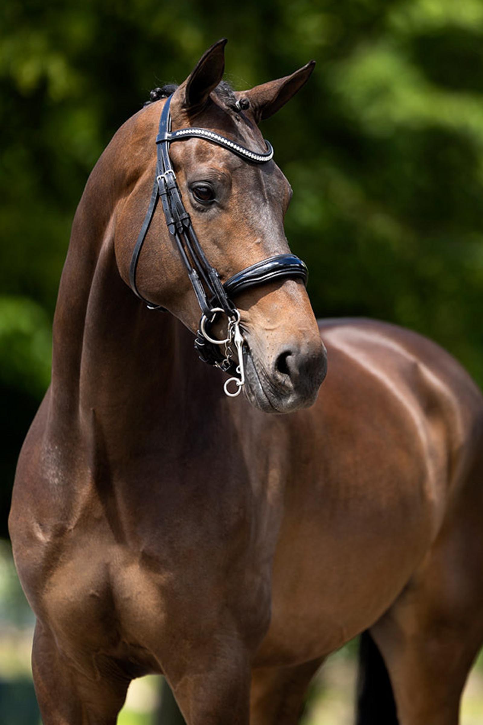 BR Keswick Weymouth Bridle 