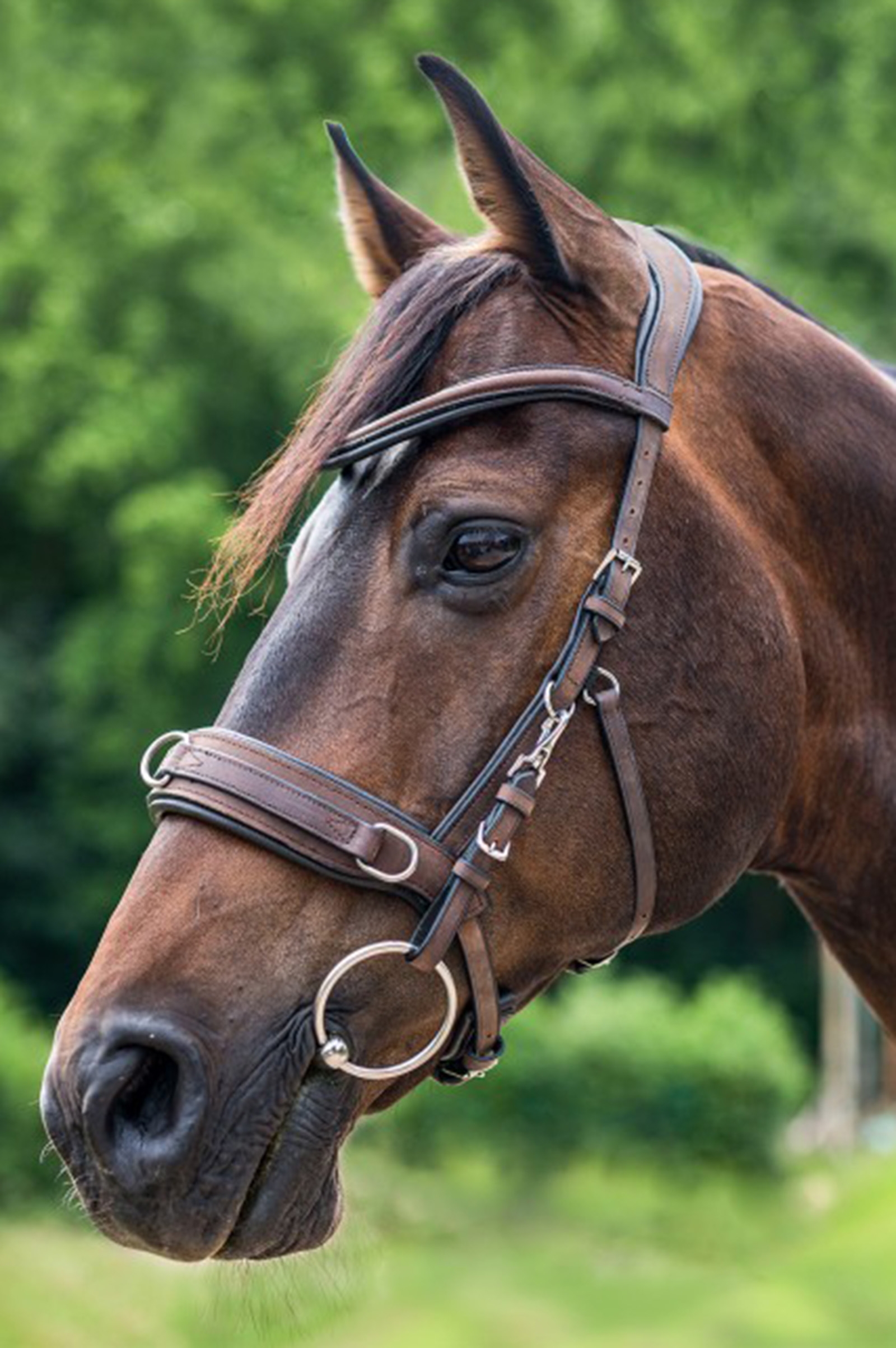 Waldhausen Anatomic Cavesson