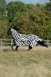 Bucas Buzz-Off Zebra Fly Rug with Detachable Full Neck
