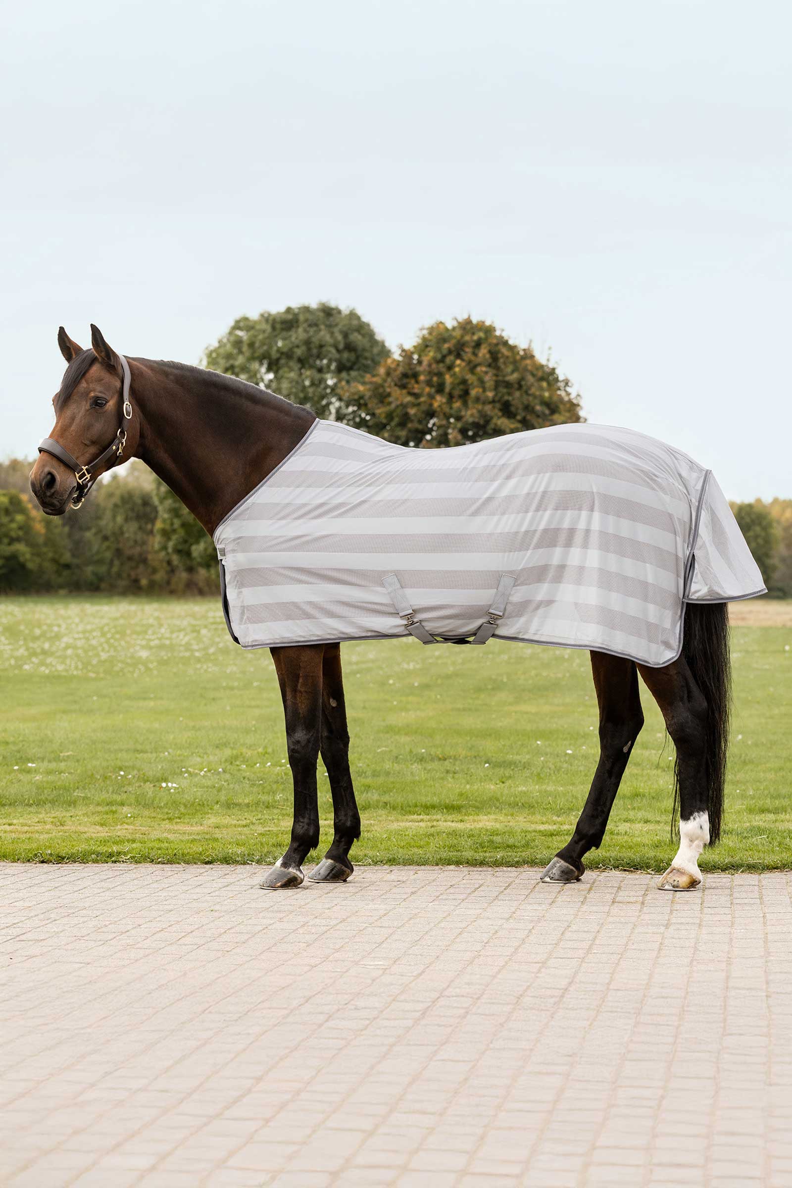 Waldhausen Economic Fly Rug